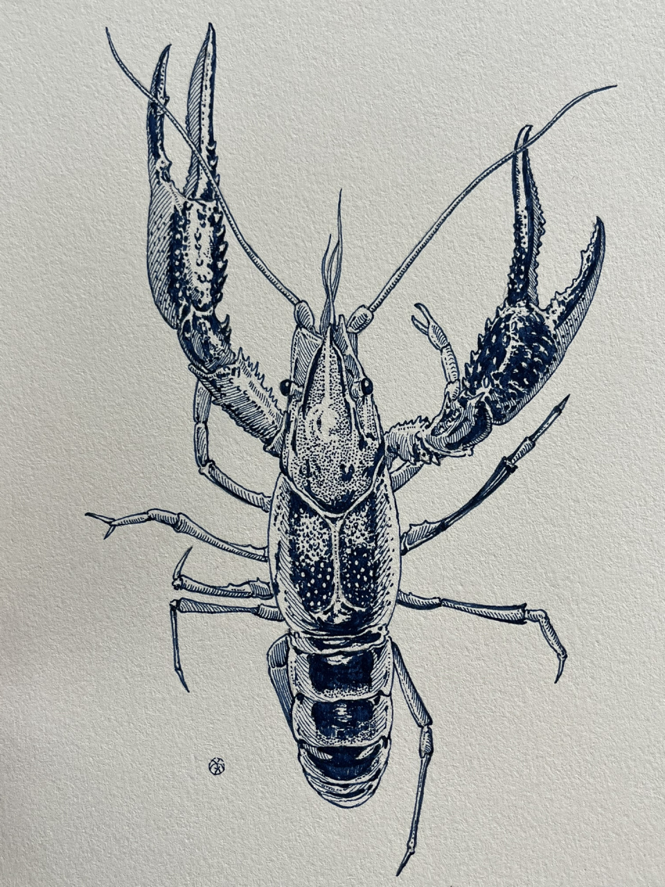 小龙虾简单画法【附过程】 夏天快要来了 又到了吃小龙虾的季节了 那