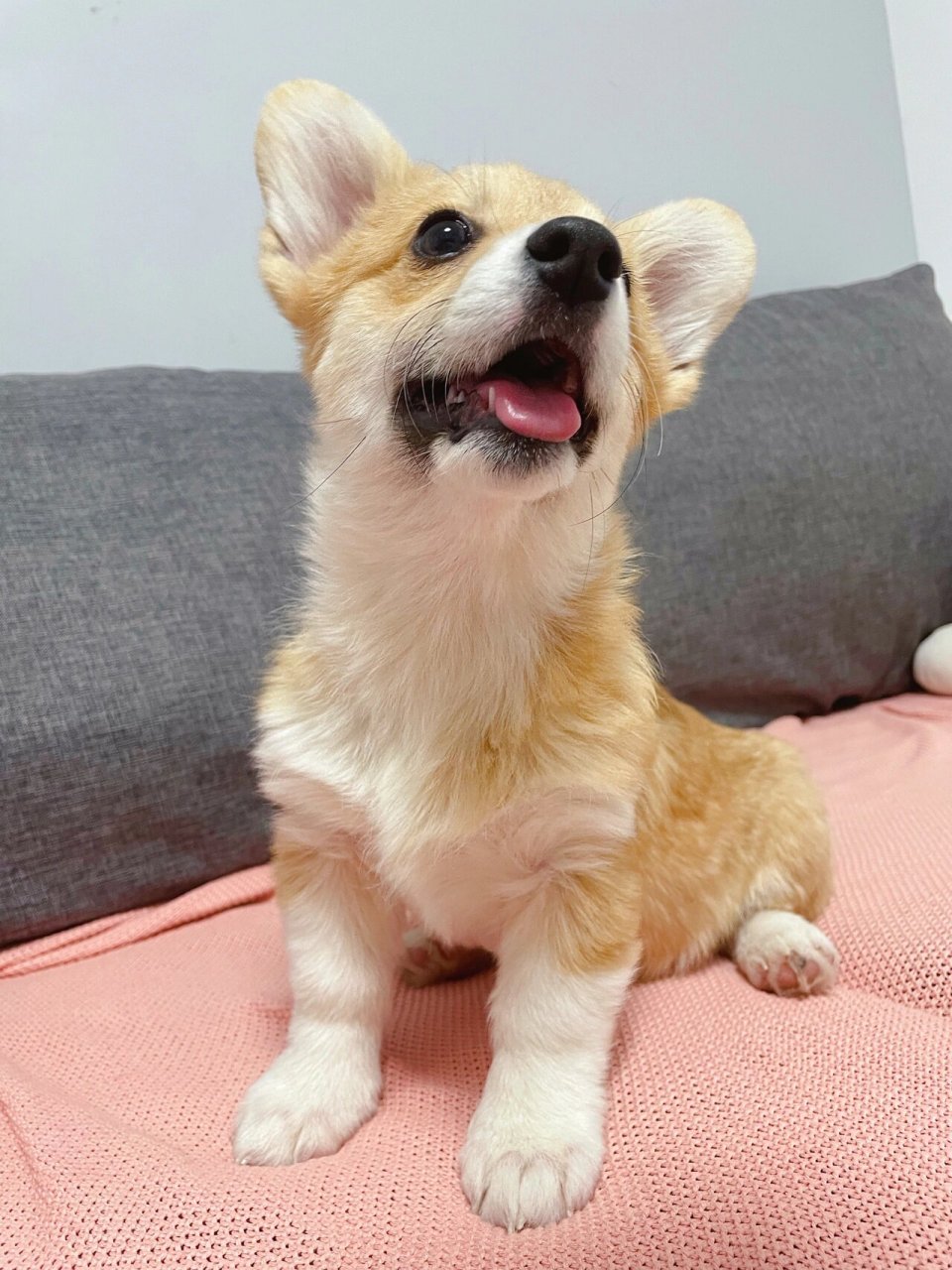 新手养狗-柯基尴尬期 四个月的小柯基开始进入尴尬期了 才3.