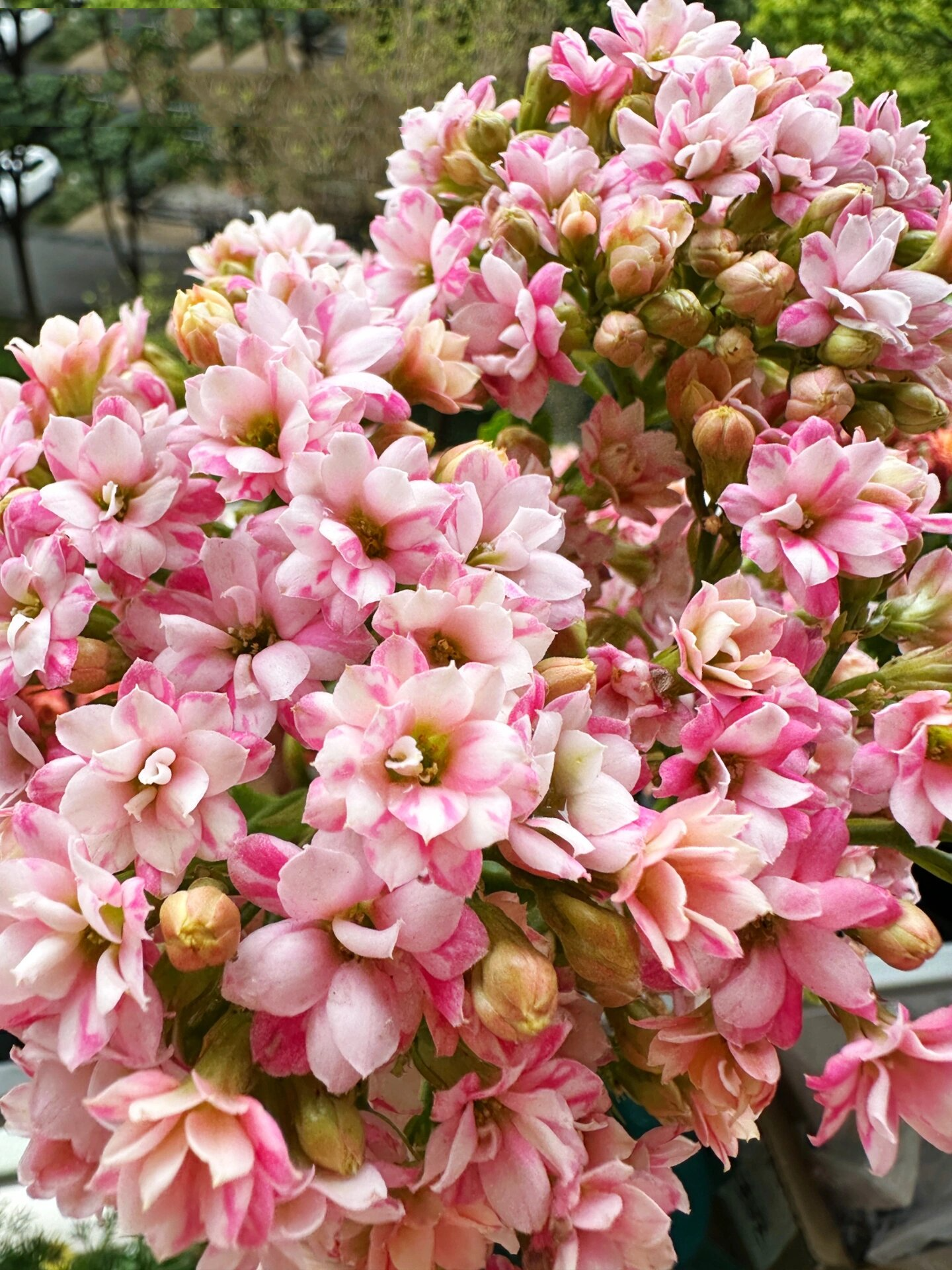 长寿花 米朵/白狐/米德勒