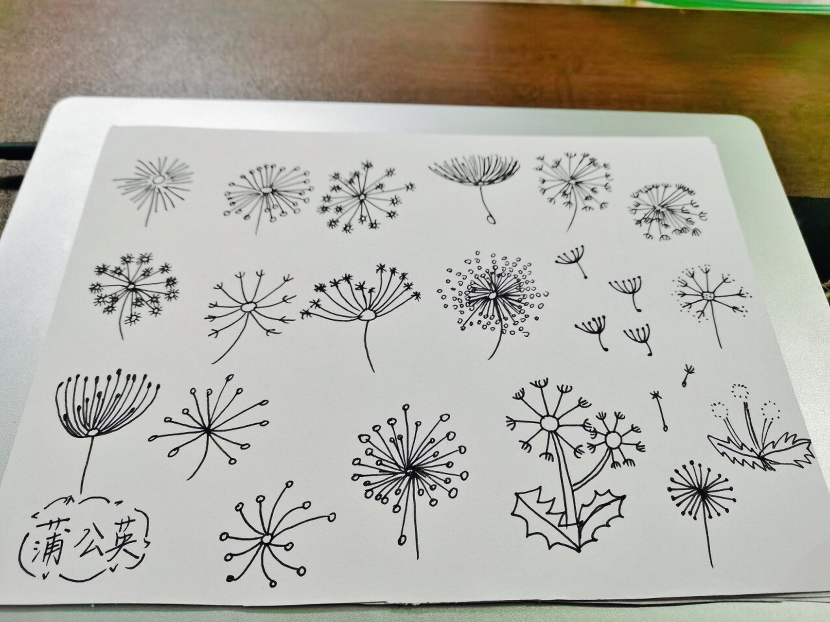 幼师day100---简笔画:蒲公英 蒲公英的种子是自由的,随风飘扬,飘向