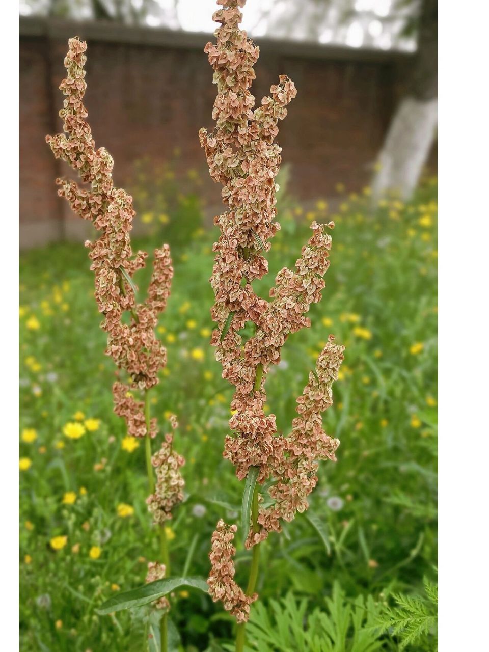 杨铁叶子 杨铁叶子植株高1米左右,茎粗壮,多数不分枝,有沟槽;基生叶有