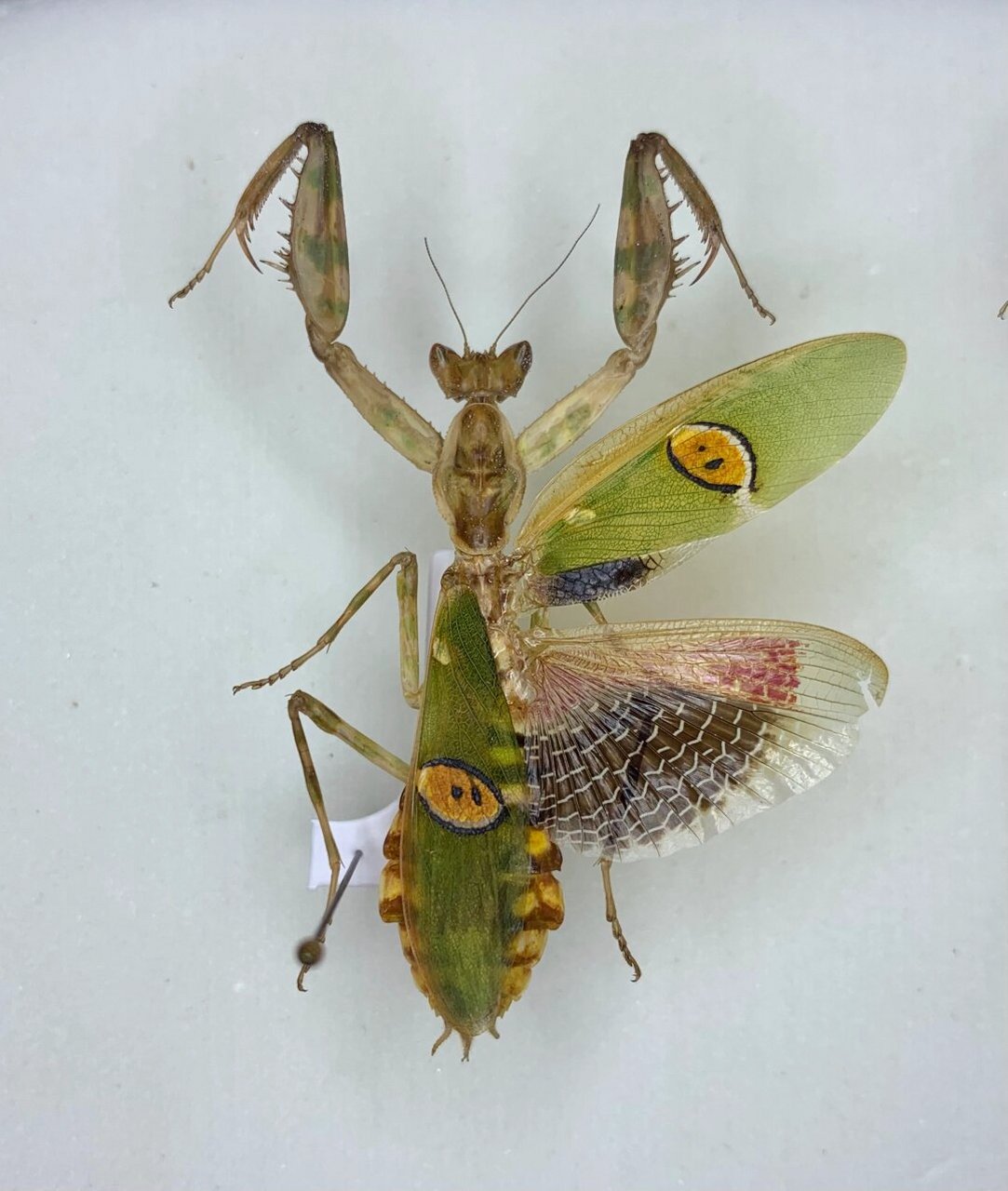 眼斑螳与刺花螳的保色标本,颜值非常高的常见花螳[爱你]#螳螂# #这是
