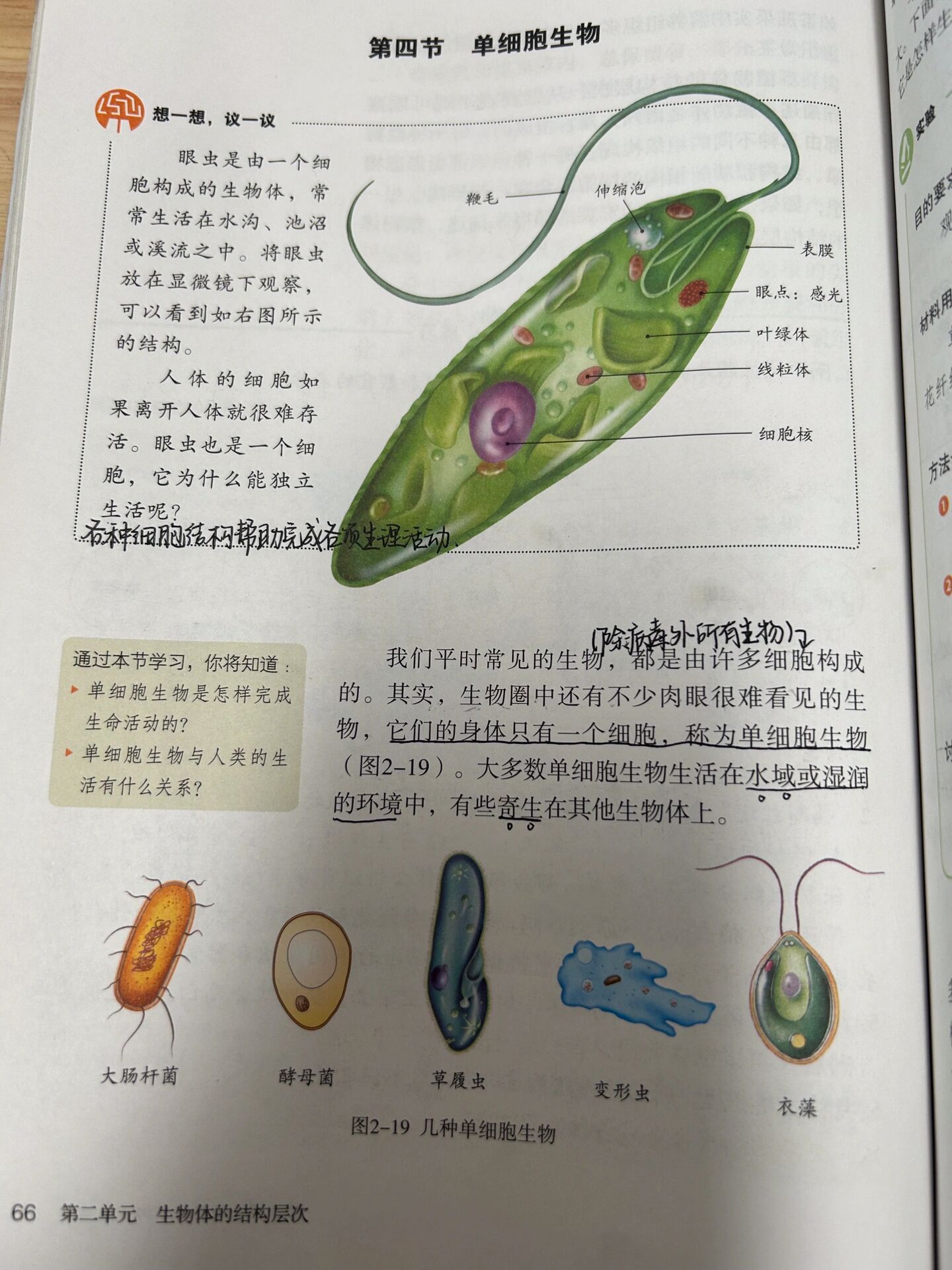 七上生物《单细胞生物》课本笔记