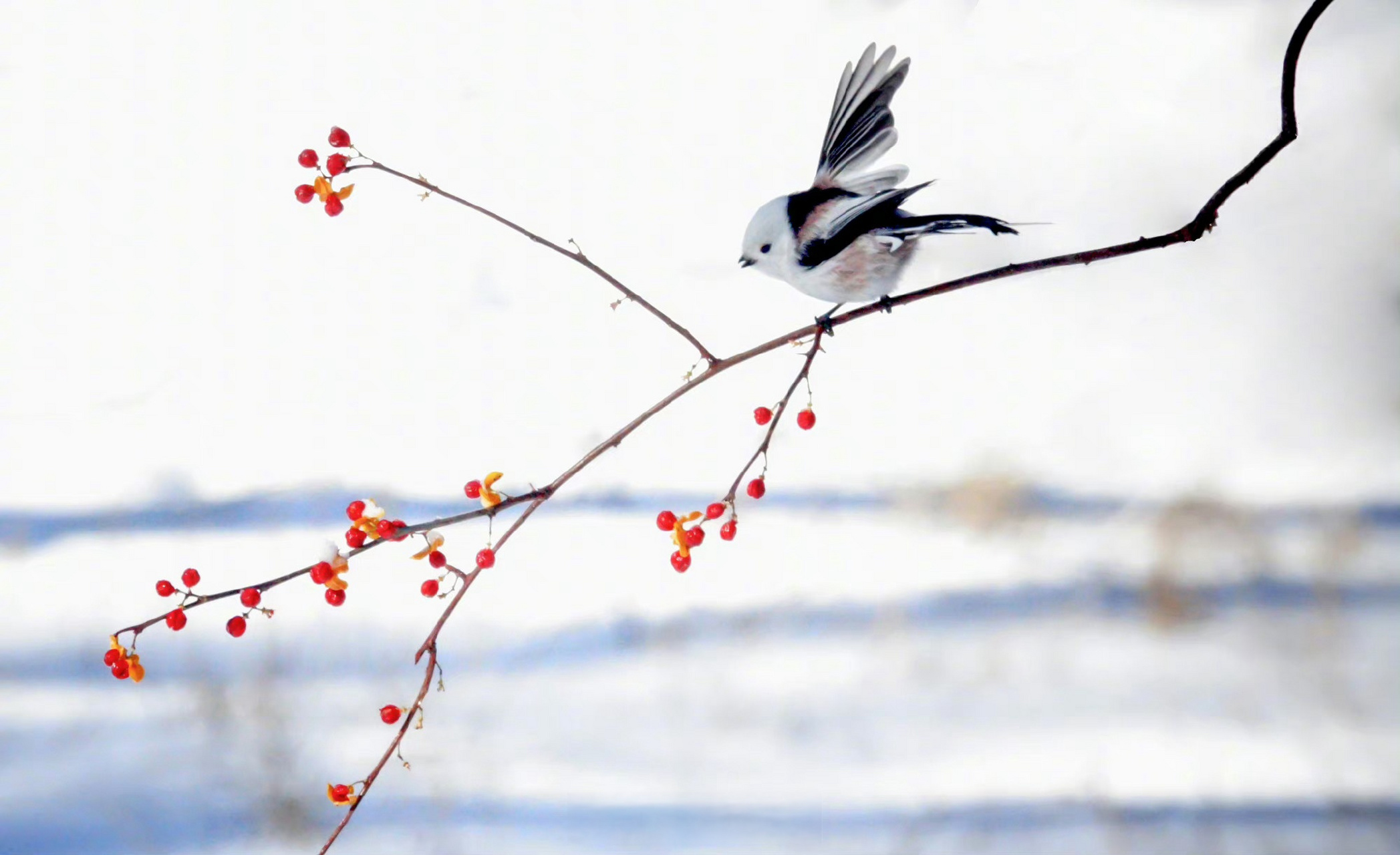【#小鸟雪中觅食好萌啊#】11月9日,黑龙江大庆,公
