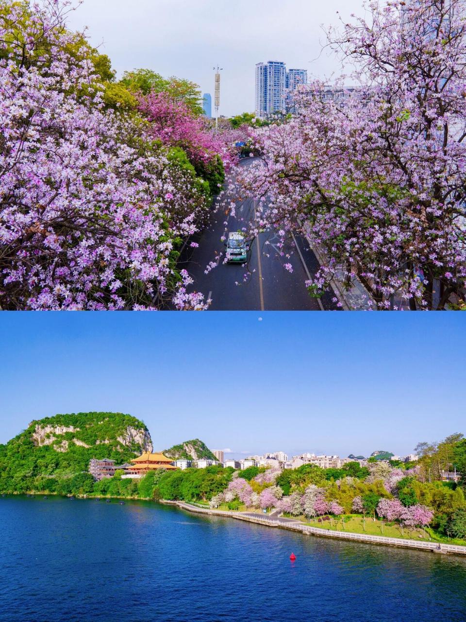 柳州紫荆花城市图片