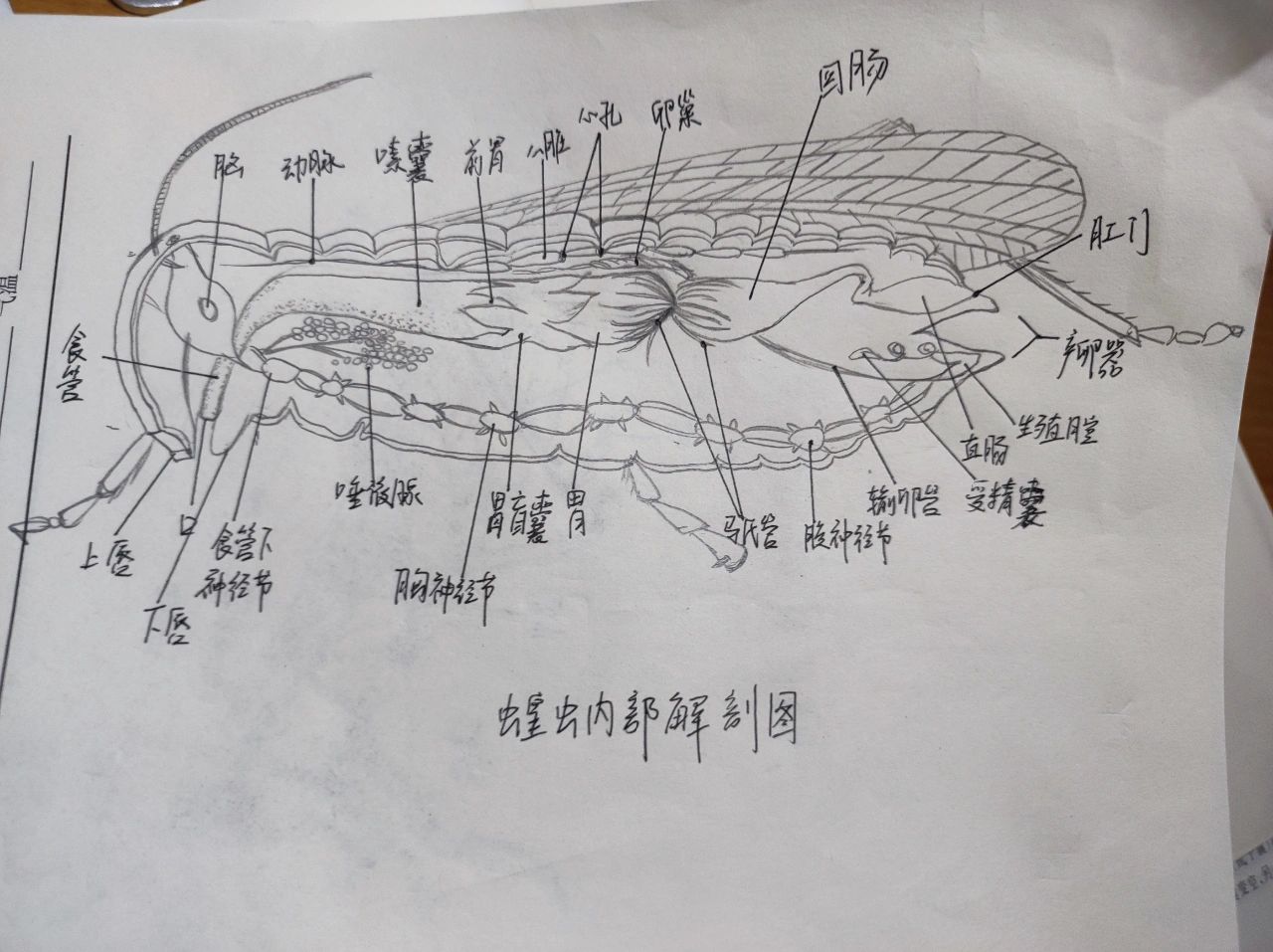 蝗虫触角基本构造图片