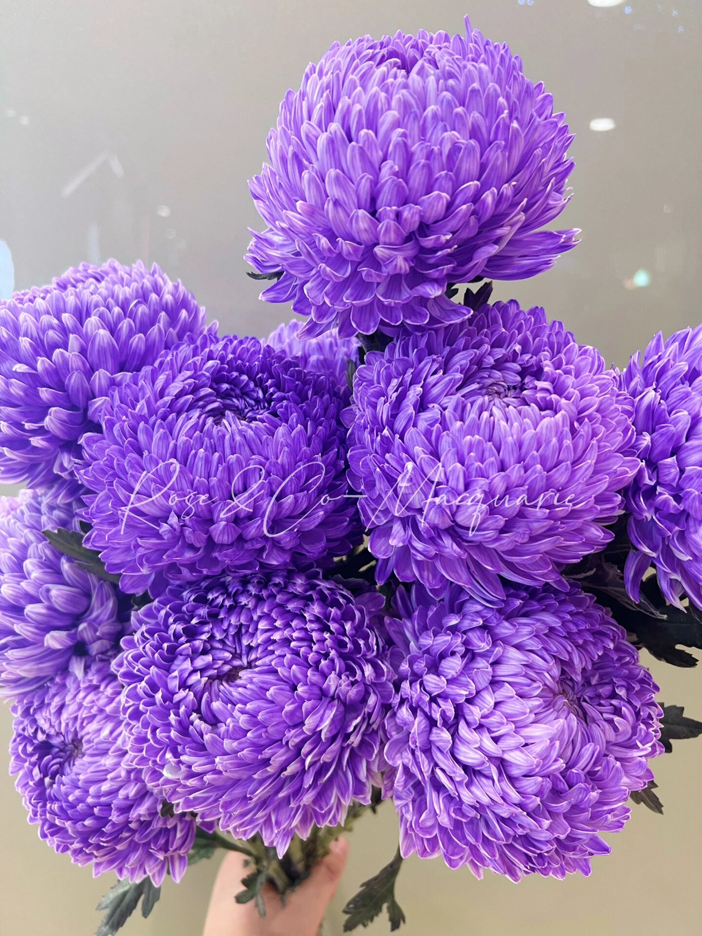 牡丹菊-花语圆满,浓情,富贵,长寿/悉尼花店