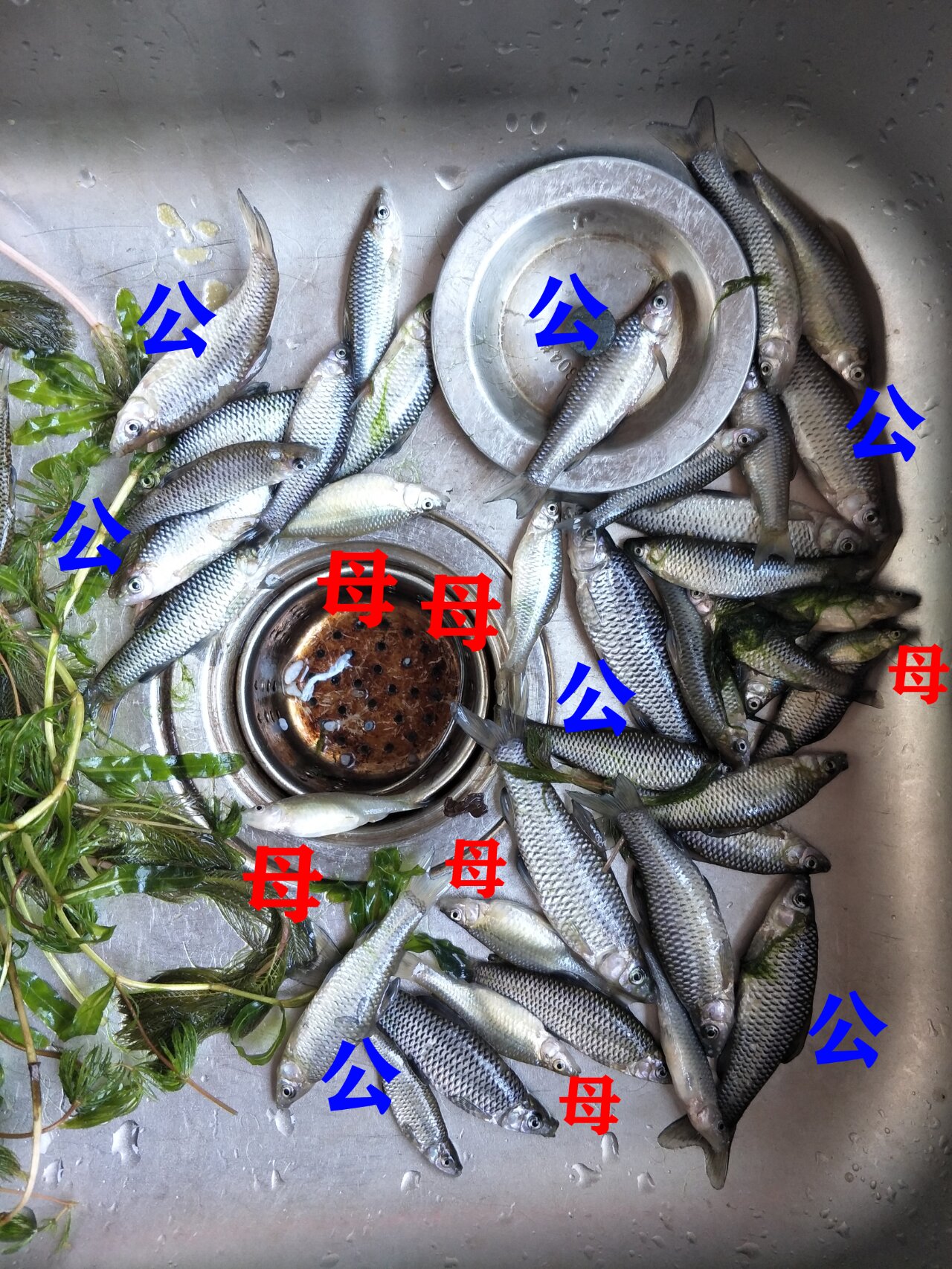 麦穗鱼~78如何分辨公母?