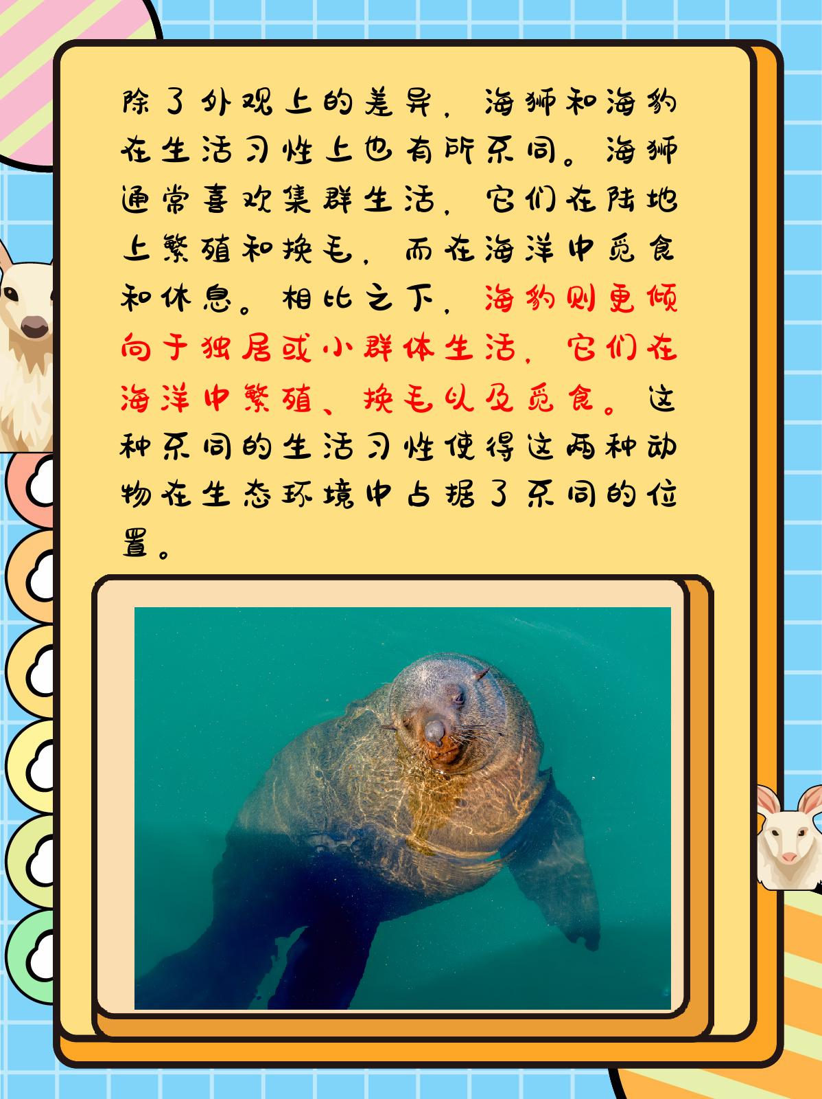 海狮和海豹的区别凶猛图片