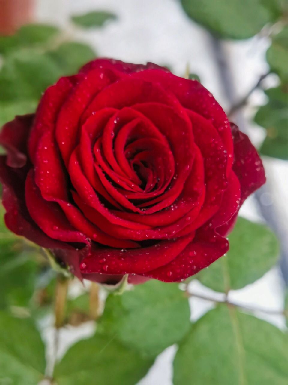 高原红 高原红月季