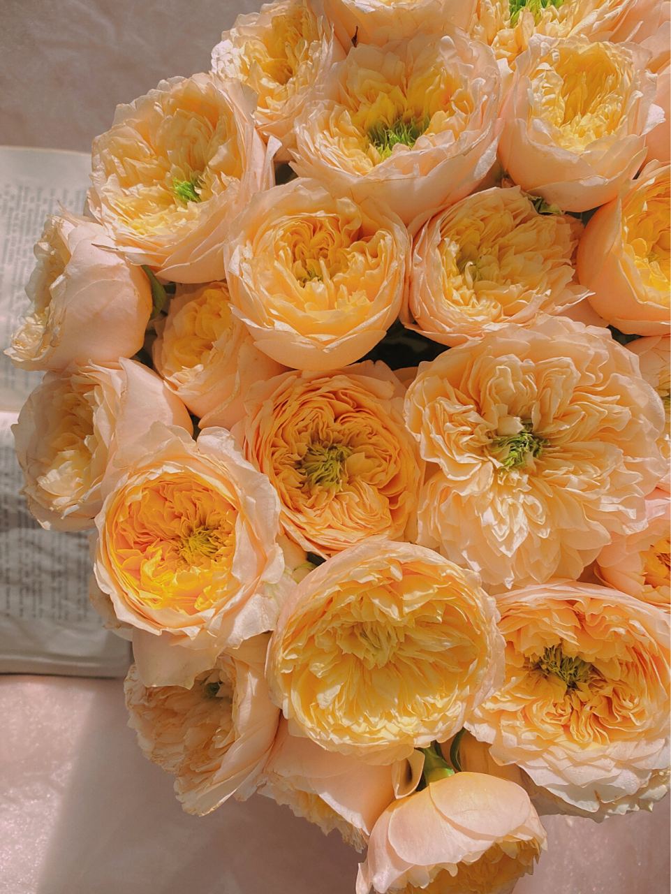 玫瑰和爱一样温柔 |网购鲜花 多头黄蝴蝶 养了很多次黄蝴蝶,这次最