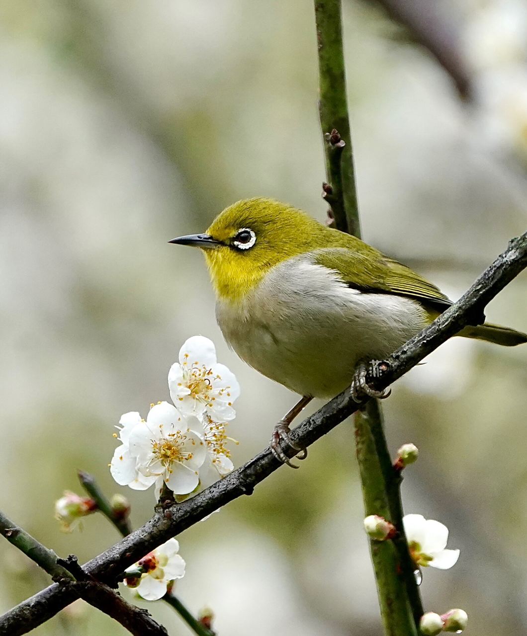 梅花树上的暗绿绣眼鸟949494      菲摄影