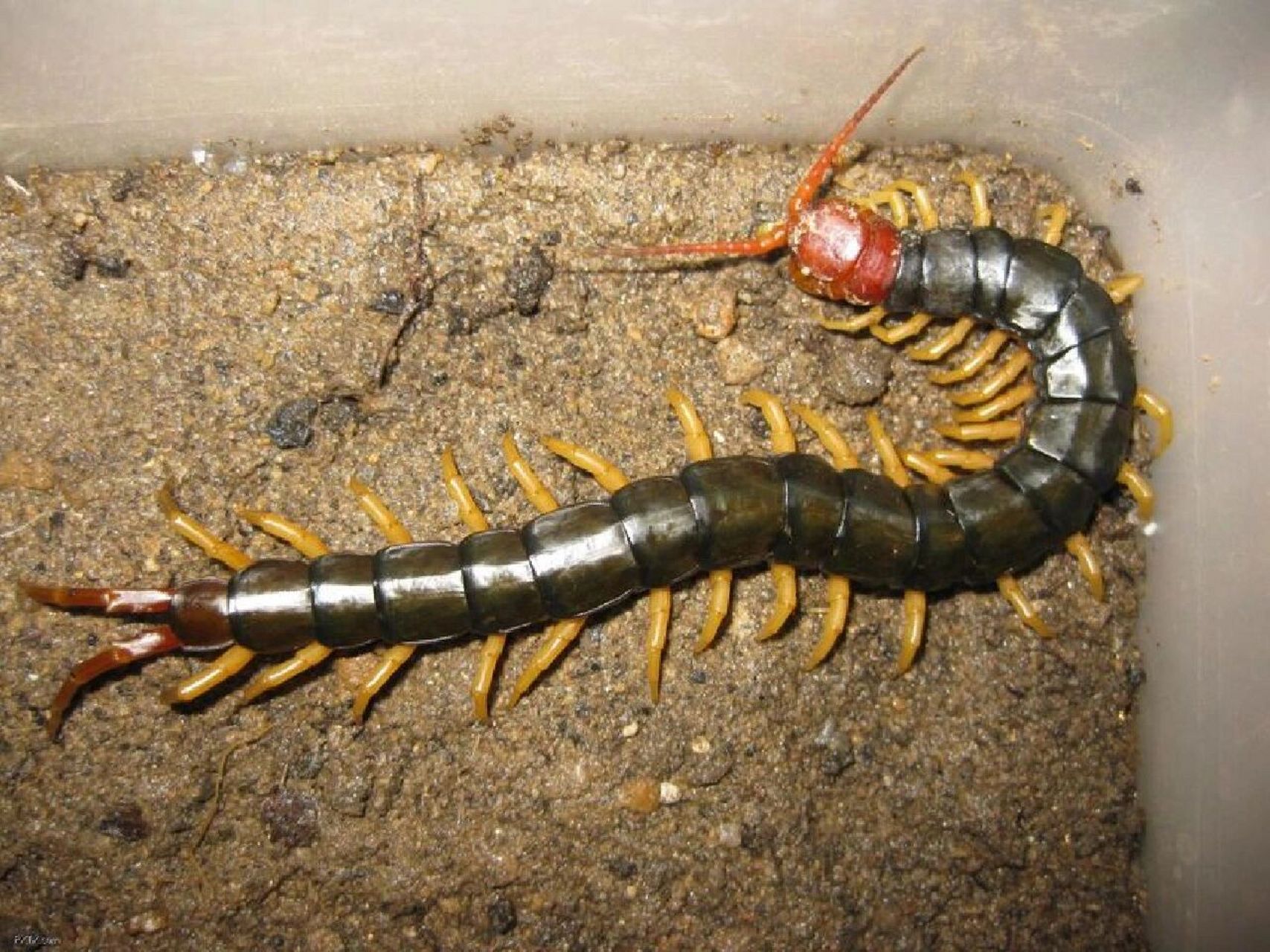 涨知识:五毒之一的昆虫动物:蜈蚣   67  (67天龙,百脚虫),吃蜘蛛