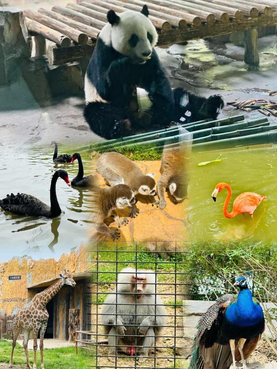 扬州茱萸湾动物园丨带娃好去处丨内附动物图  动物还不少呢,来之前就