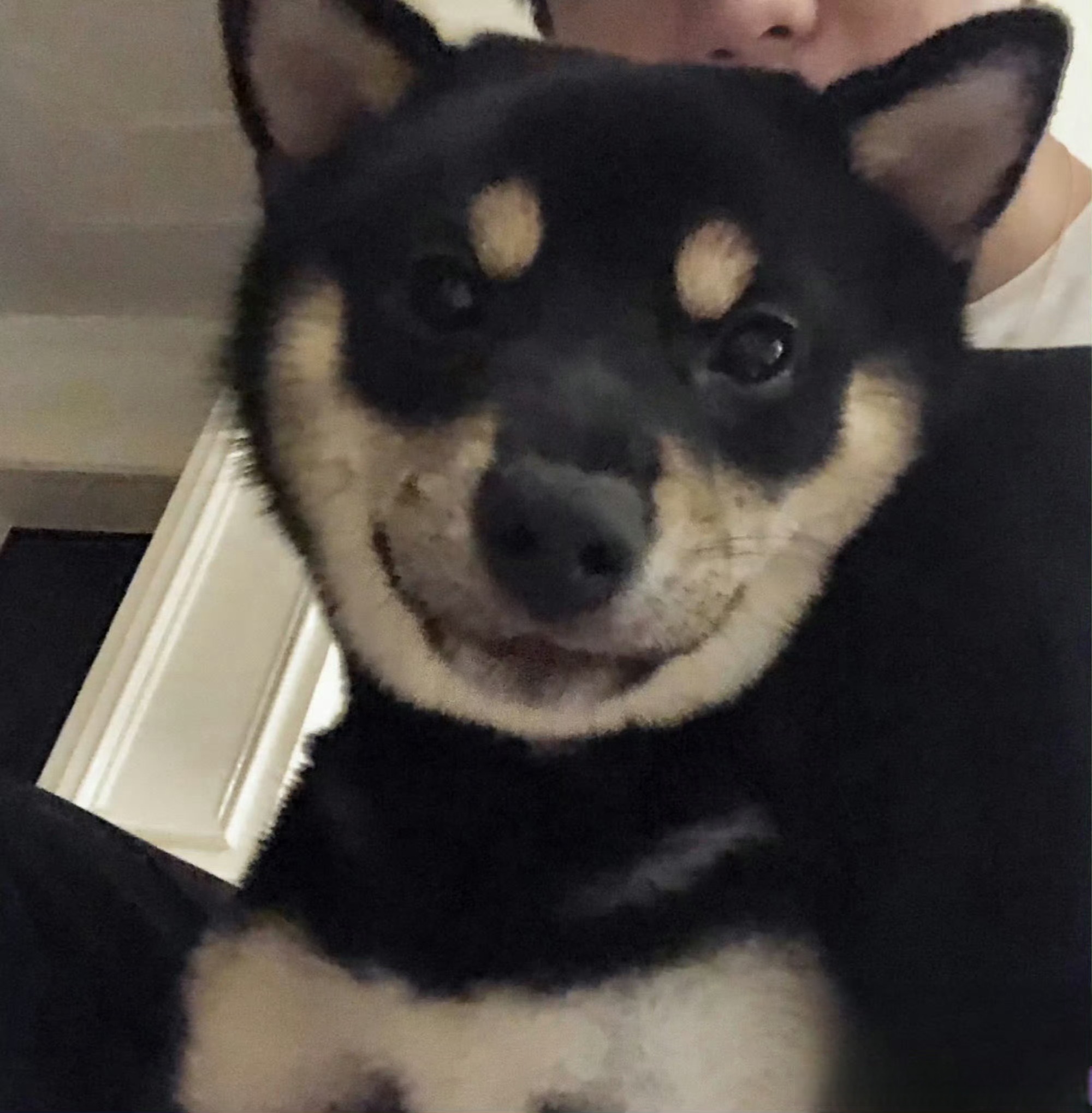 马嘉祺把头像换成宠物的原因# 哈哈哈,小马是六斤的头号黑粉吧!