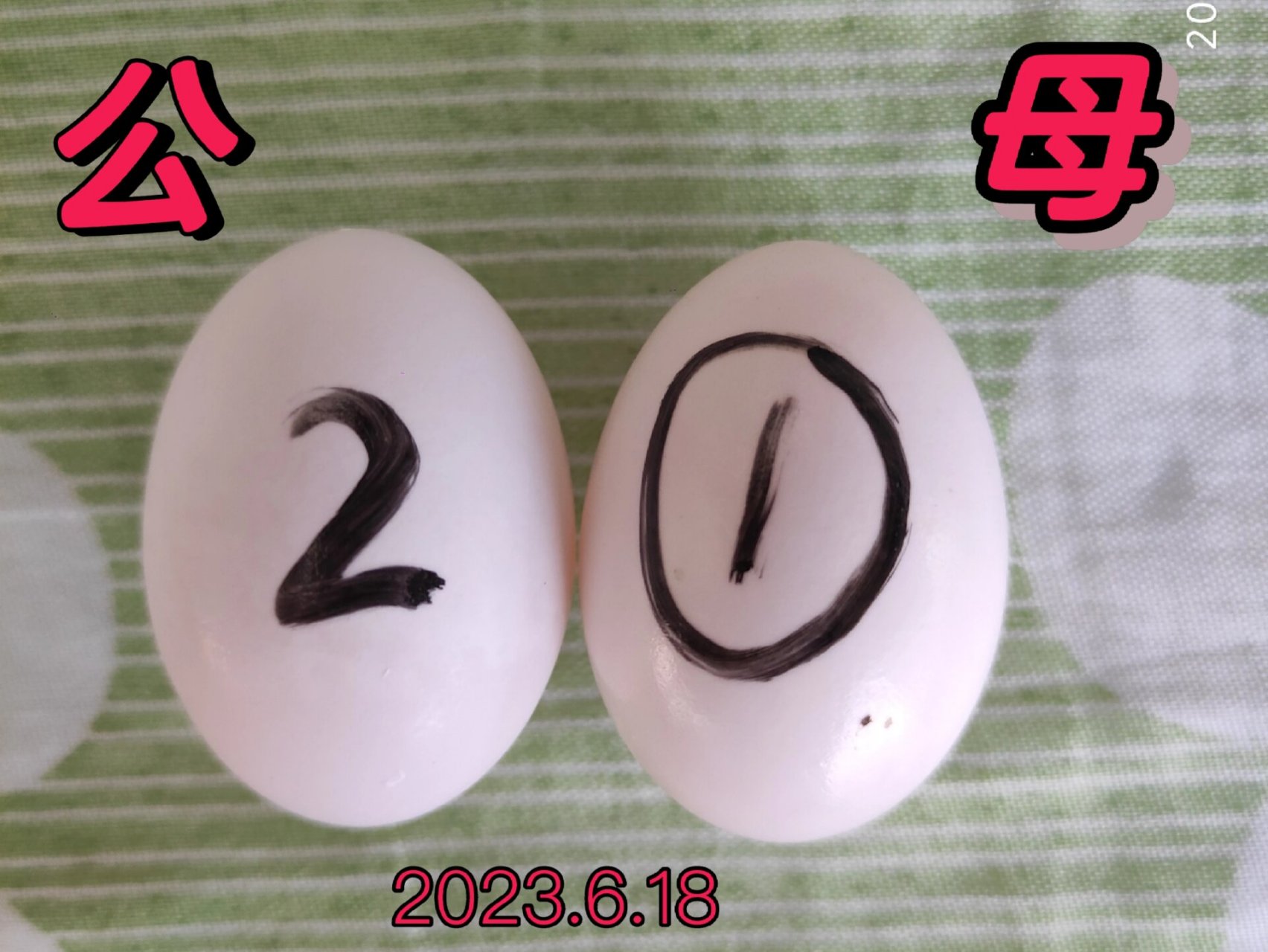 鸽子蛋辨别公母 1号蛋两头一大一小,小的那头尖尖的,大的那头圆圆的