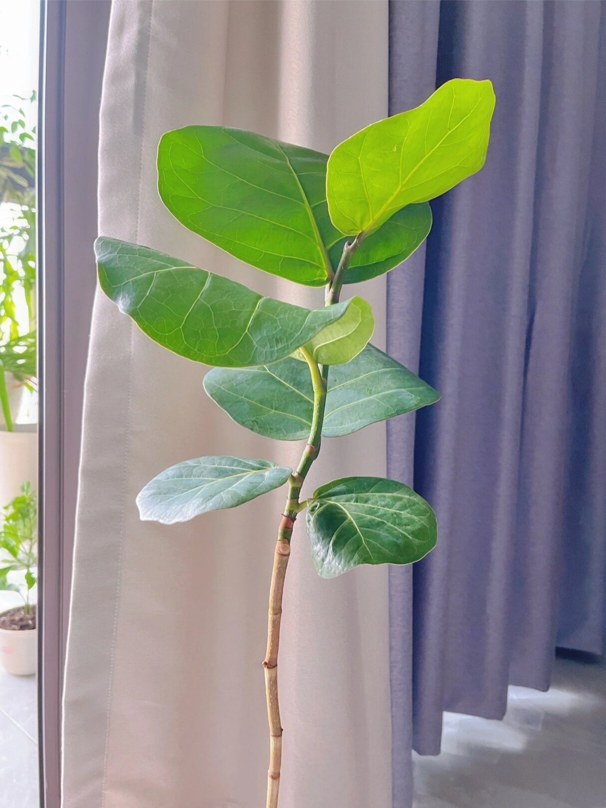 海葡萄绿植 怎么养啊