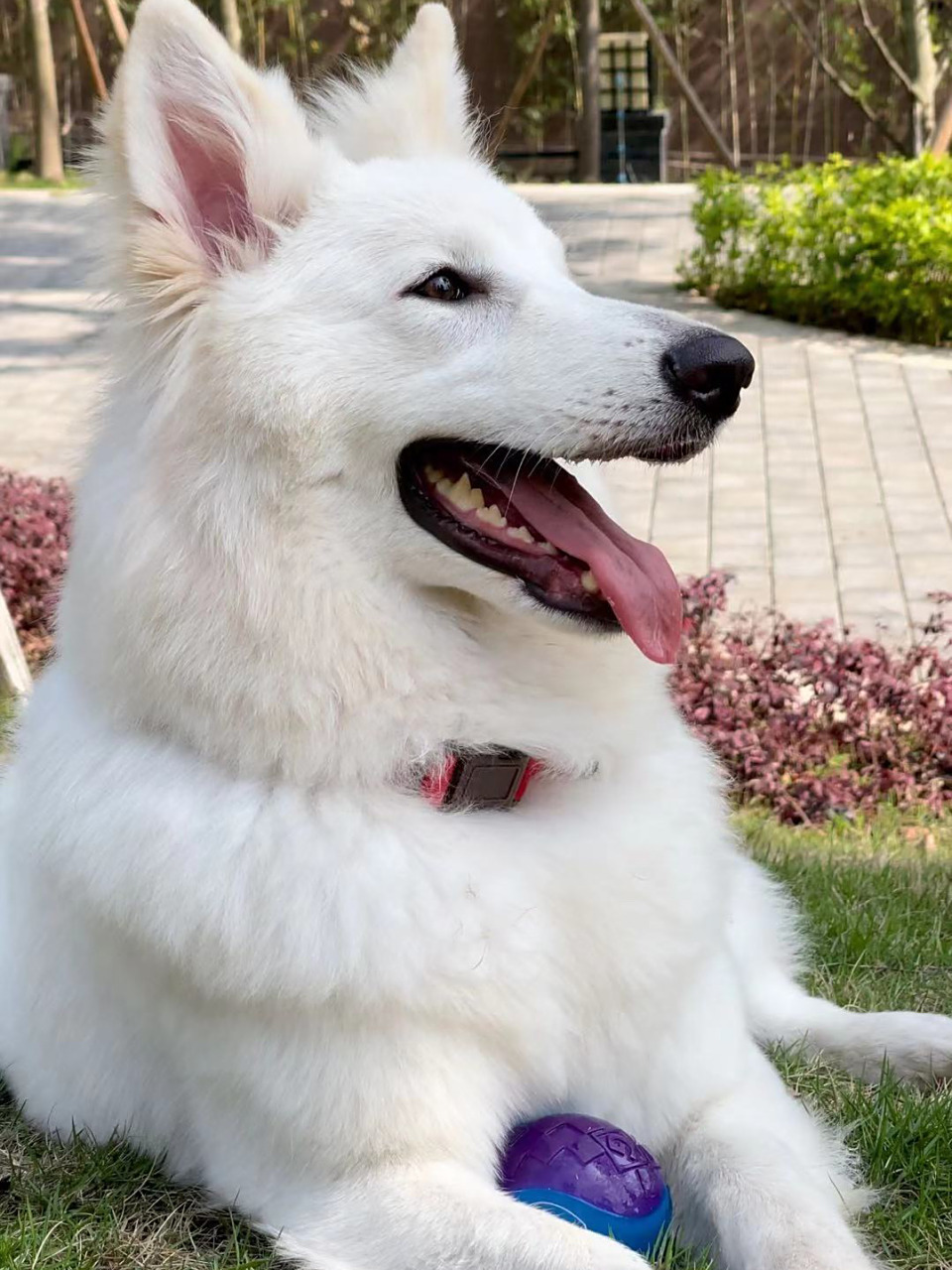 什么叫瑞士牧羊犬 白色德牧,fci官方名称是白色瑞士牧羊犬.