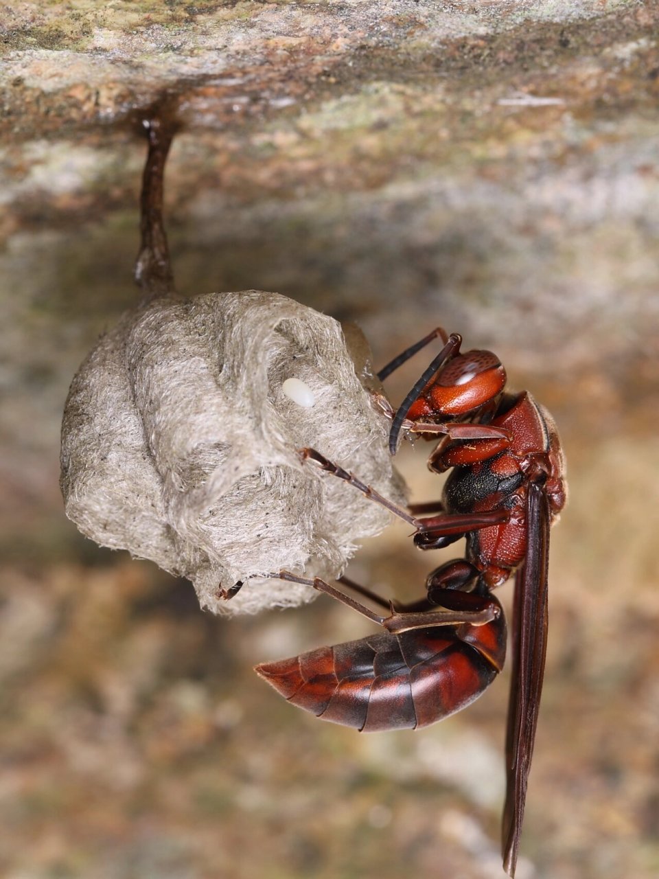 微距生态摄影-马蜂妈妈 野外拍摄的马蜂 在石头底部的一条夹缝中发现