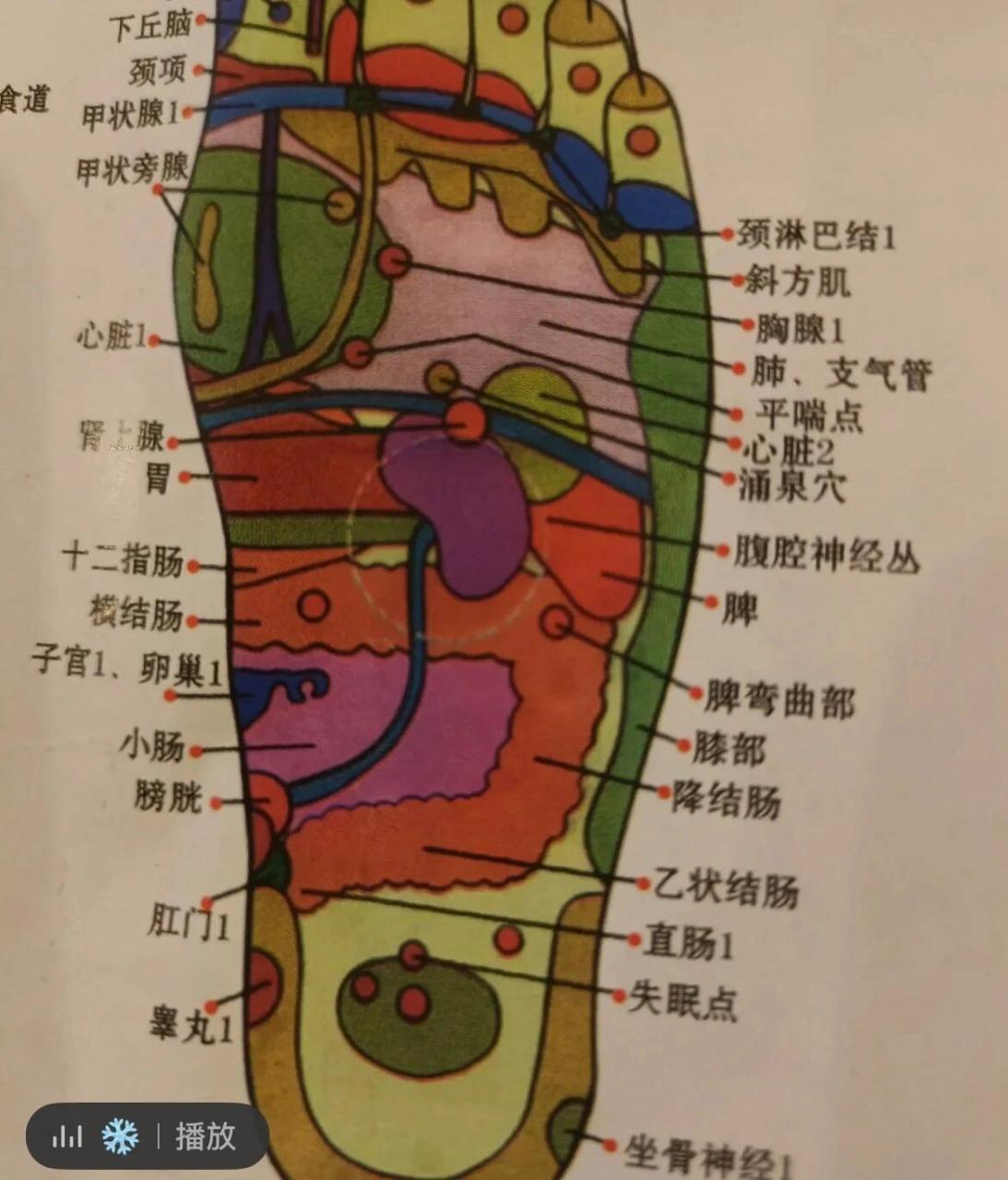 脚底 感觉地筋酸疼,找了张特别细致的脚底穴位图,参