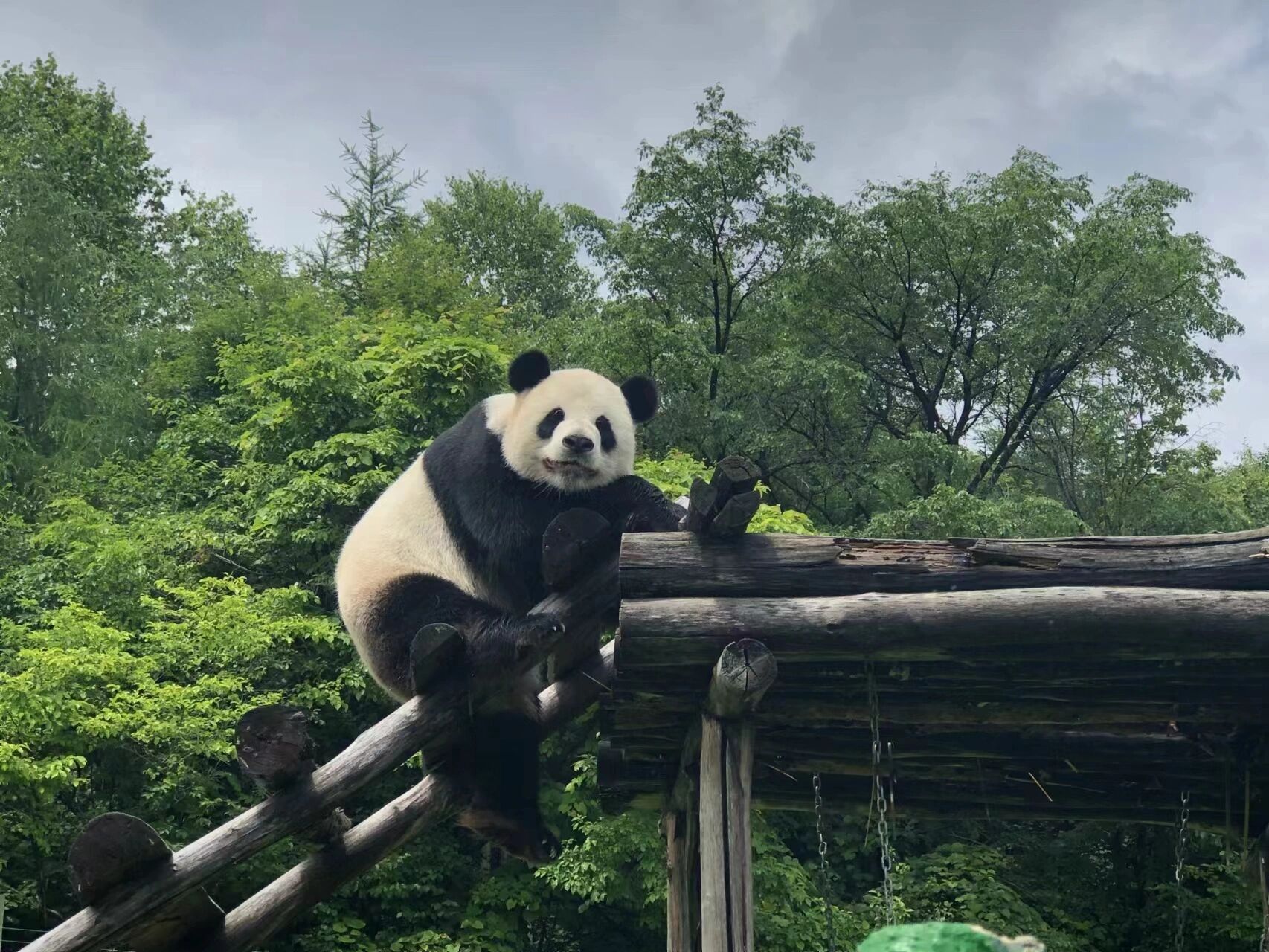 亚布力熊猫馆 | 中国最北熊猫馆 99想看大熊猫,在黑龙江也能实现