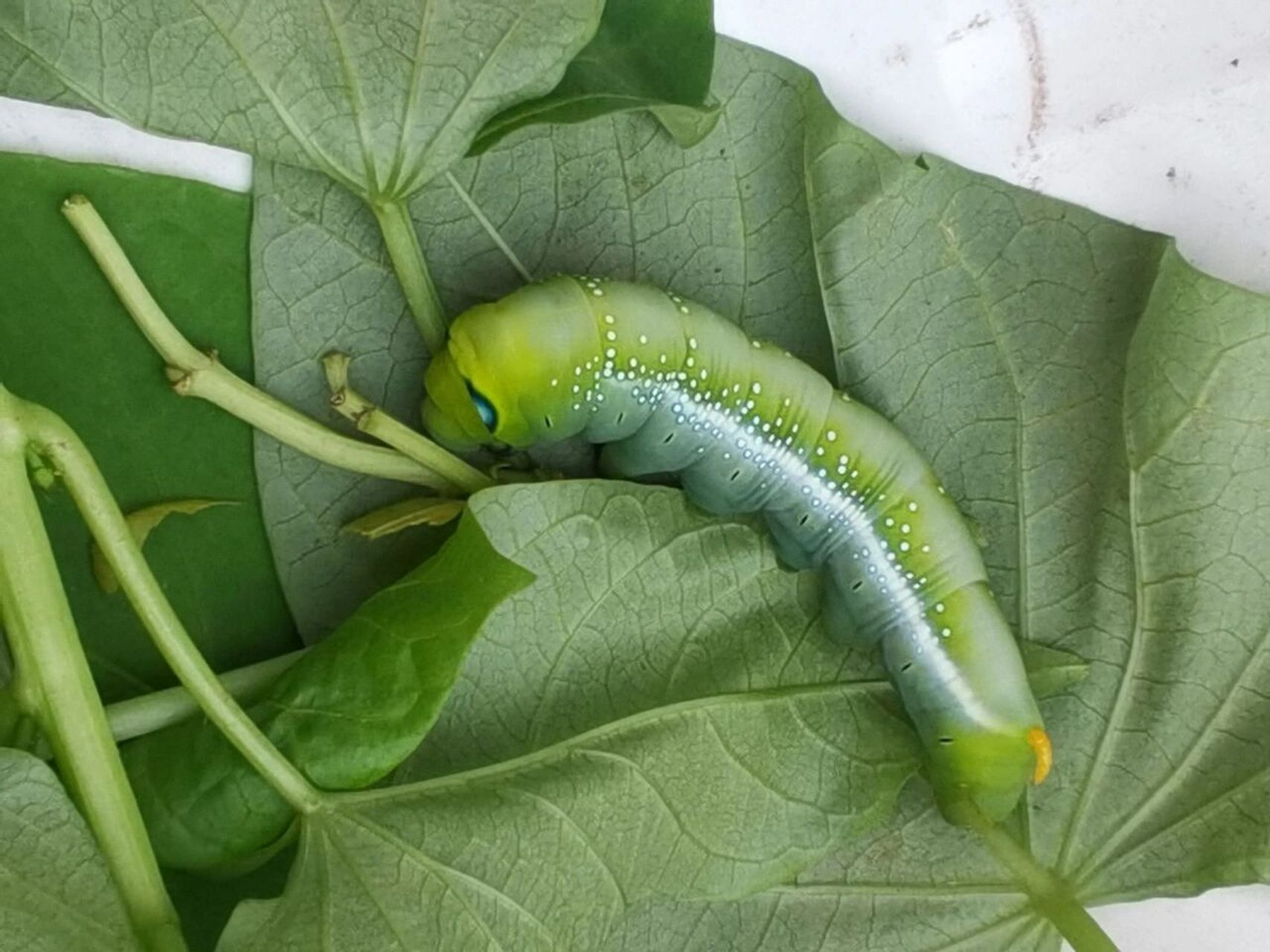 花青虫图片