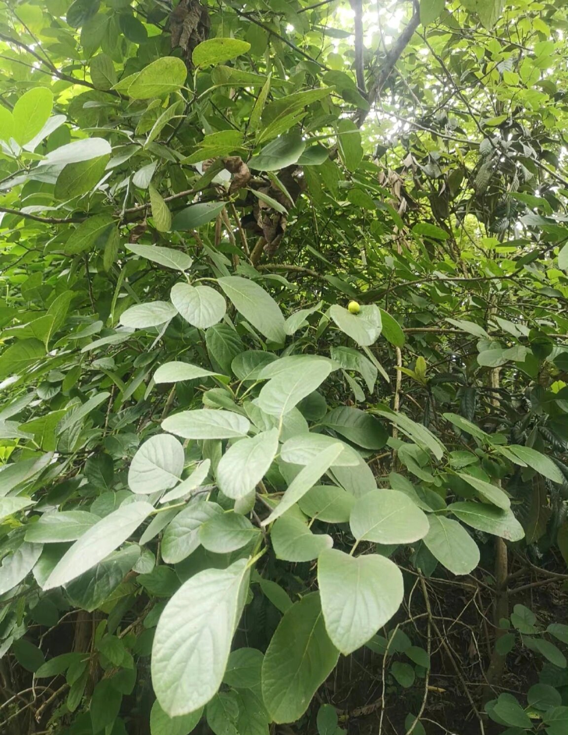 怀疑植物学家分类定名时,忽然想起了儿时吃糠粑