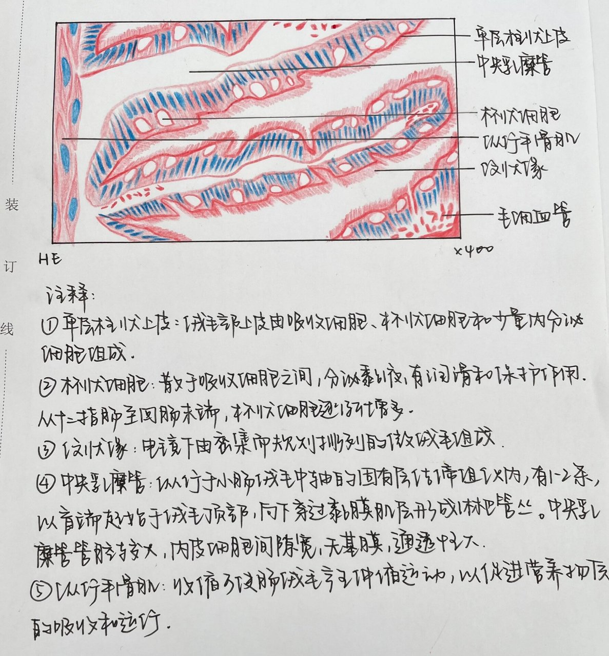 小肠绒毛组胚作业红蓝铅笔图