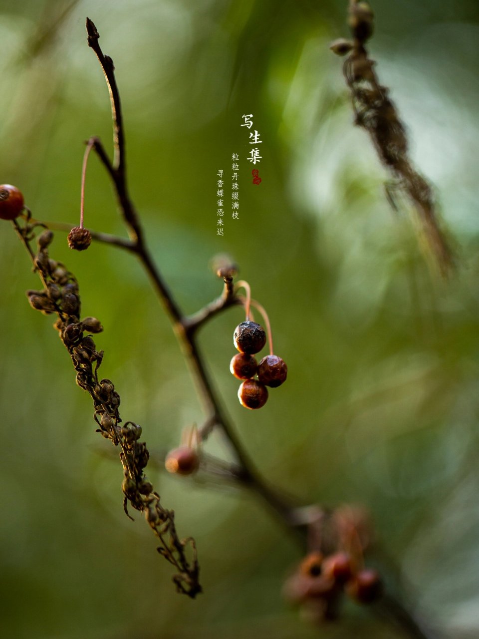 垂丝海棠果实图片