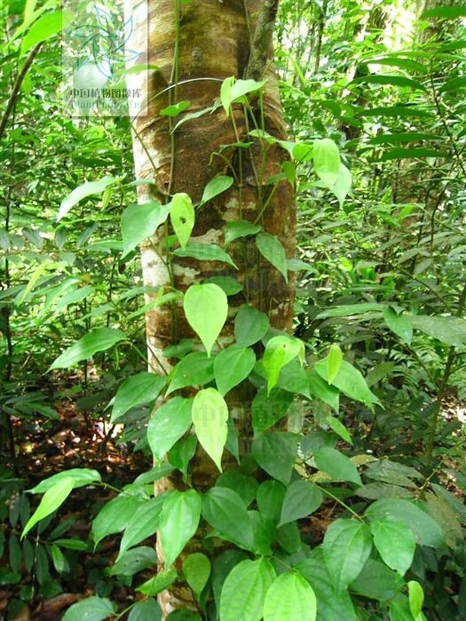 中草药:爬香藤 有行气止痛,祛风消肿之功效,能治风湿性关节炎,腰膝