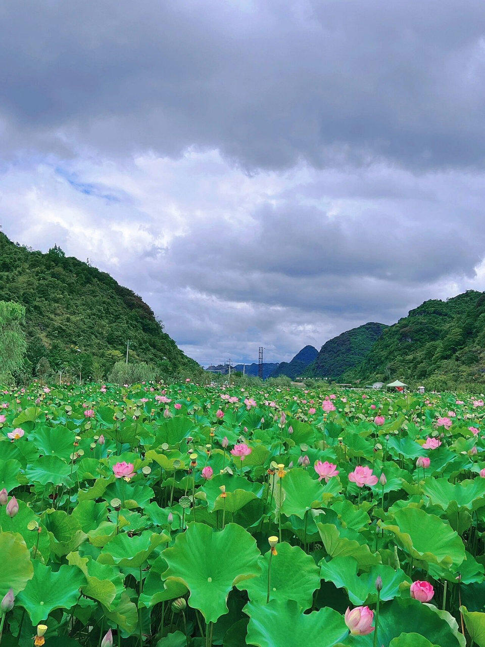 贵州省内游99最美十里荷廊 炎炎夏日 赏荷正当时7715 安顺幺铺