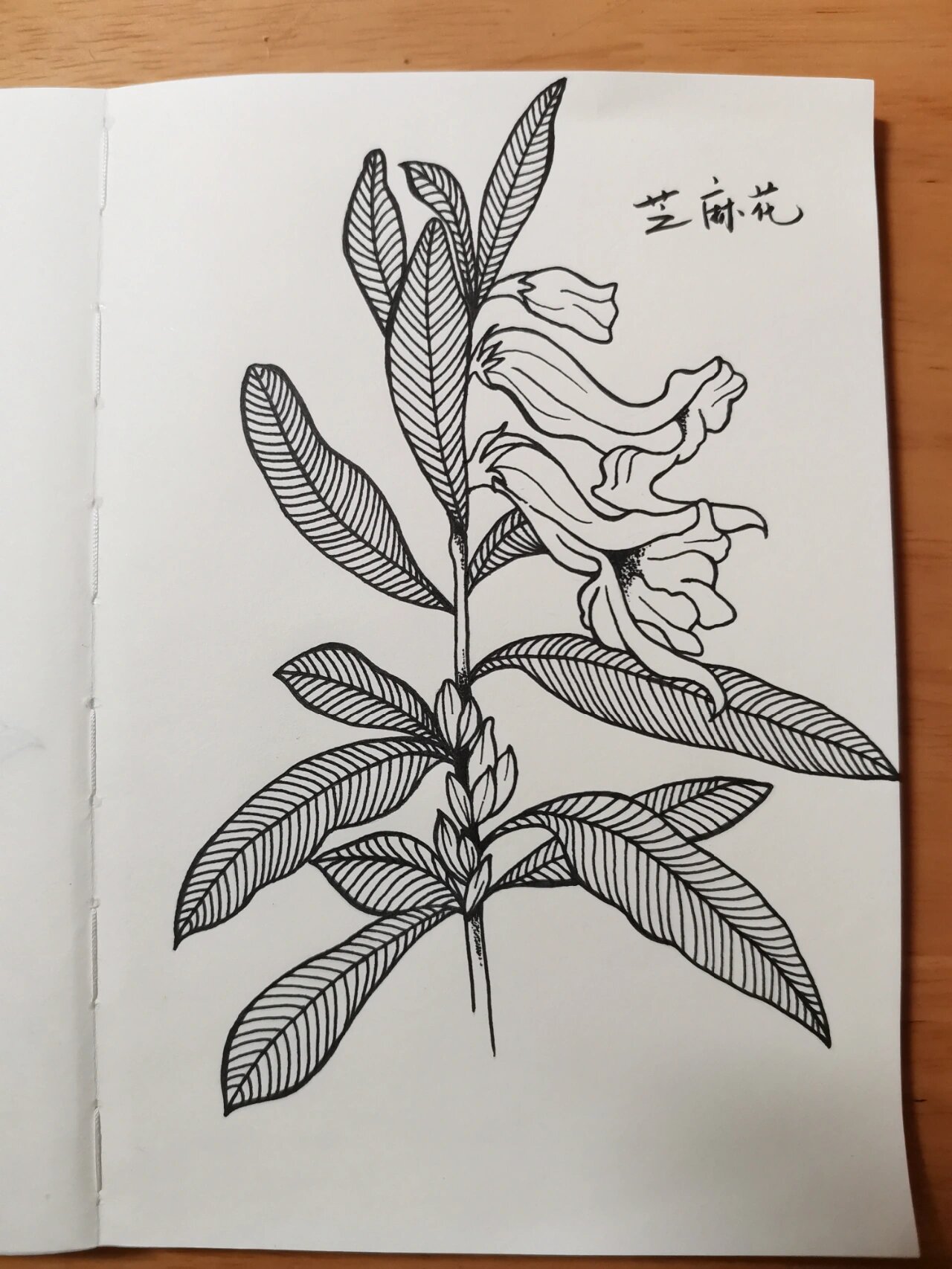 学画画79～芝麻花(附步骤) 临摹《一笔一世界》 芝麻花又名假龙头花