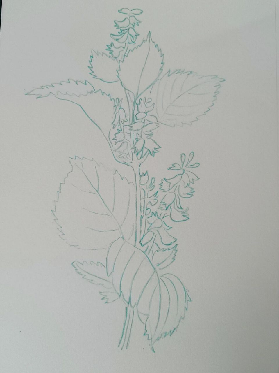 彩铅 草本植物紫苏 感谢葛巾紫分享的素材