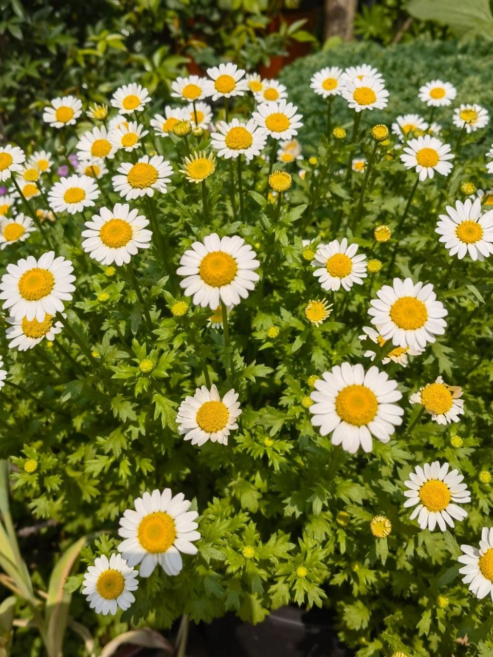 植物笔记07 白晶菊的种植和养护 每年我都会种白晶菊,因为实在是太