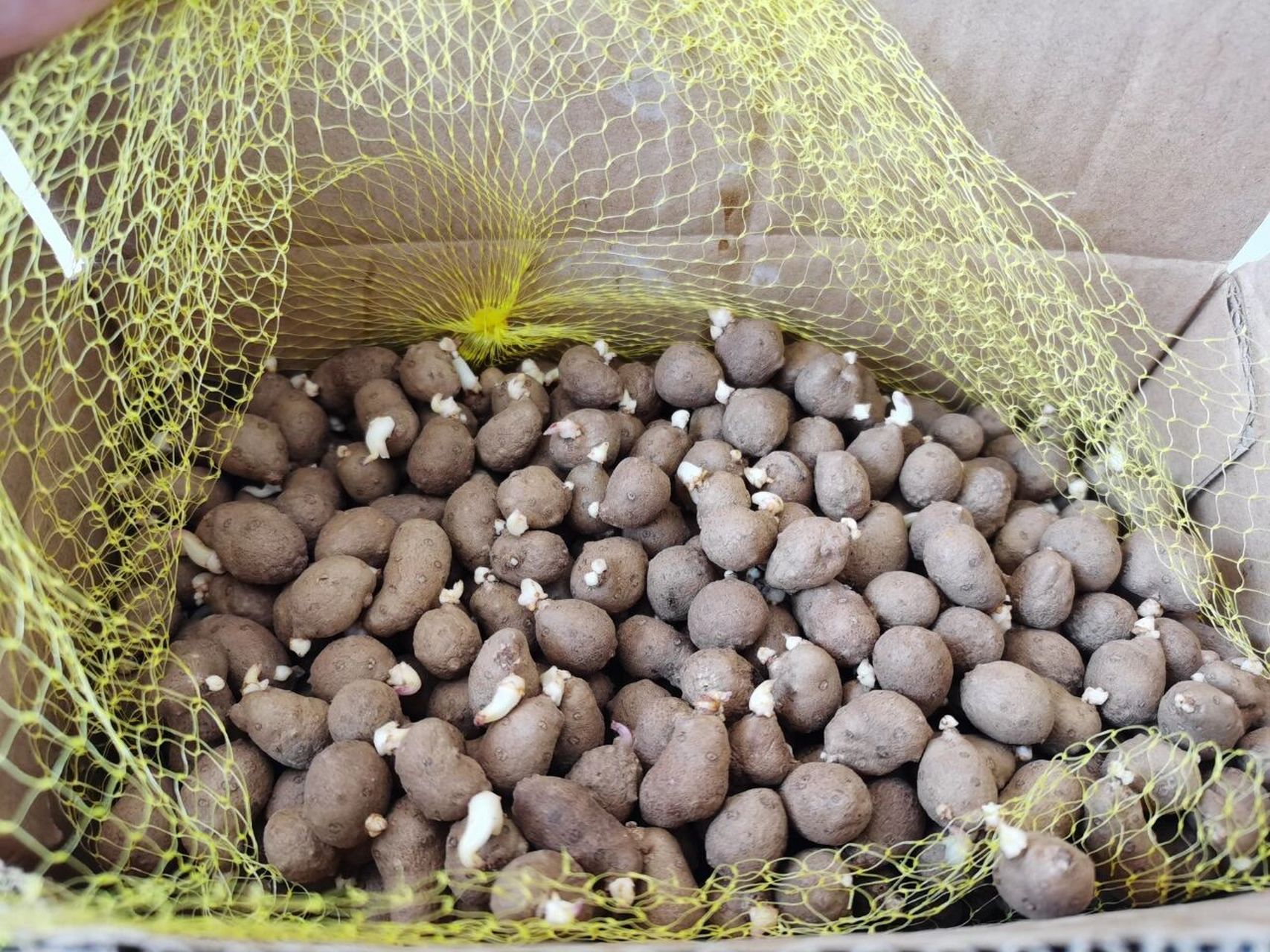 【17】种山药豆喽! 买的山药豆在厨房放久了,发现全发芽了,正好种下去