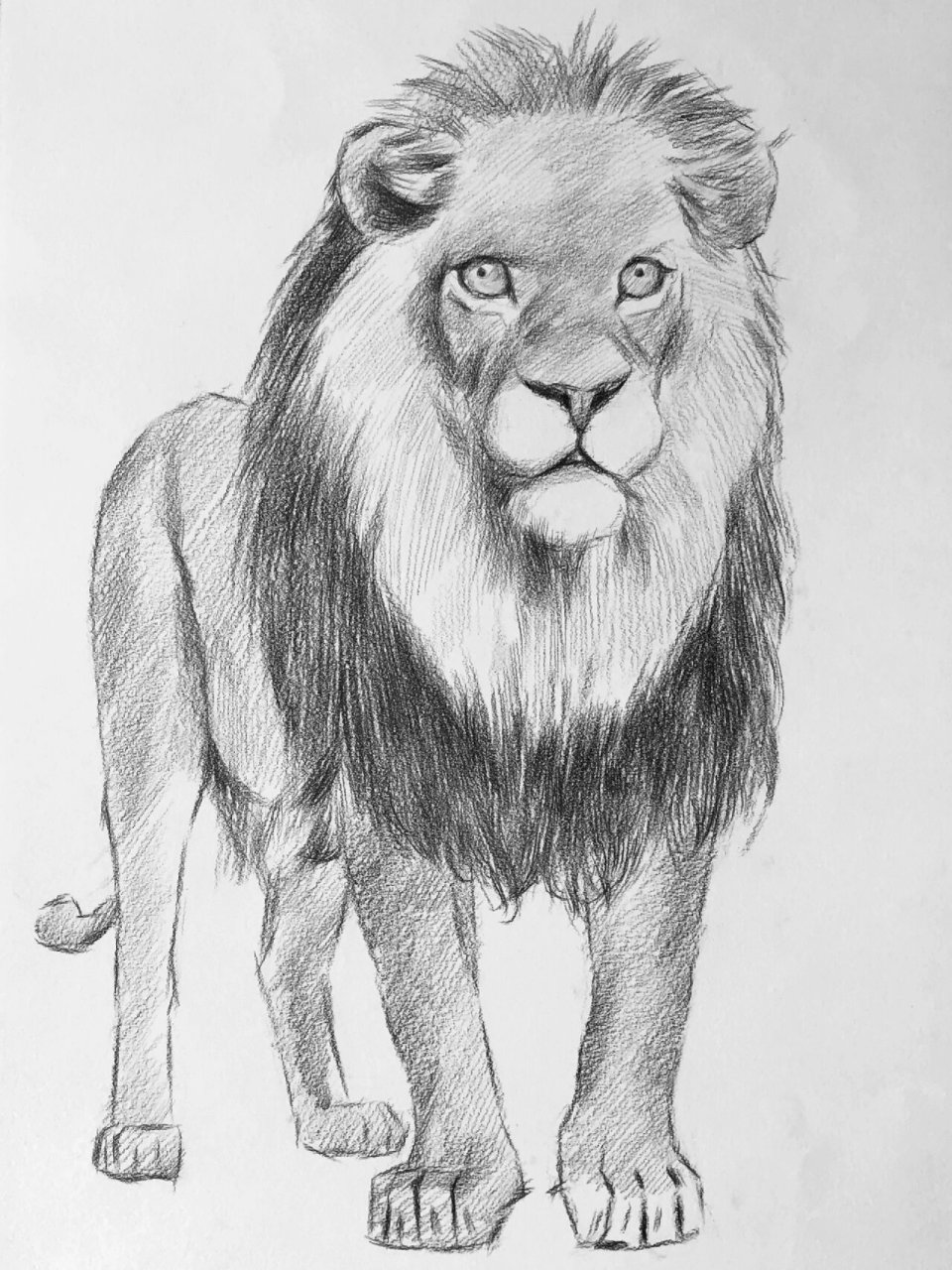 素描动物狮子绘画步骤