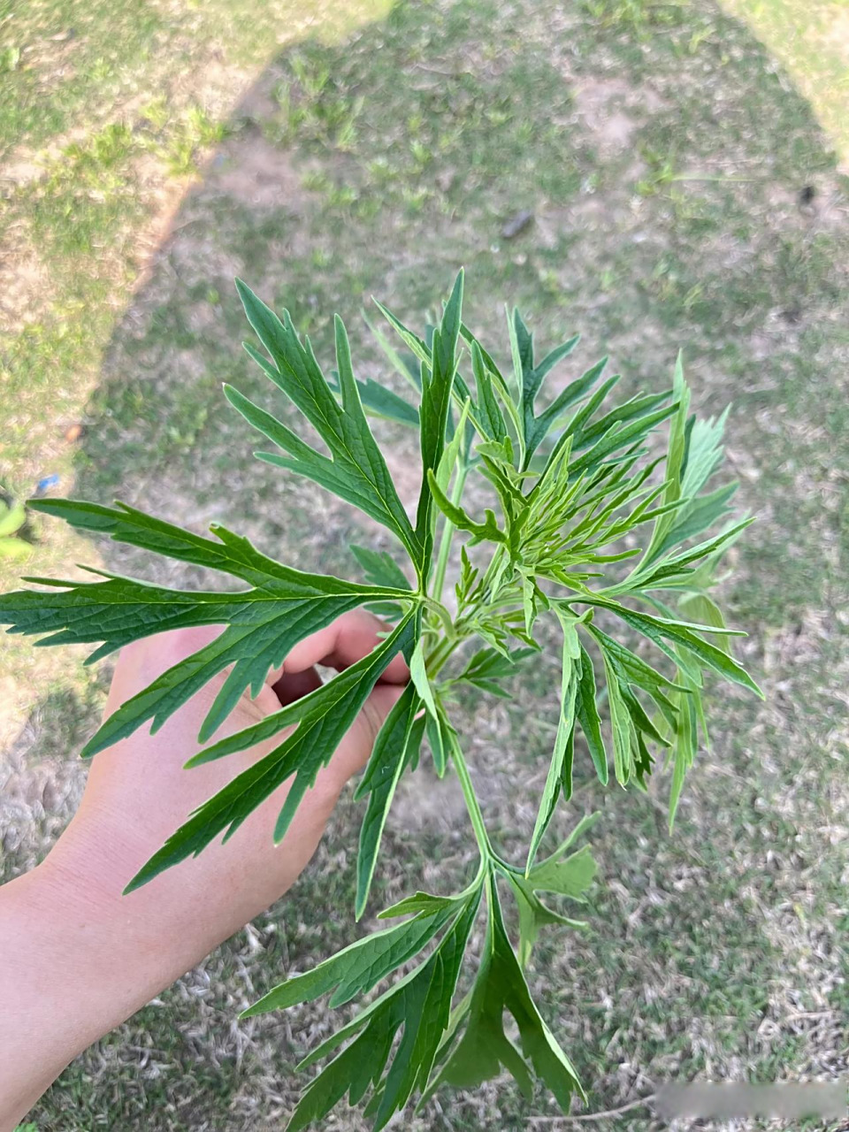 荆州头条湖北的朋友帮我看看哪个是艾草?      图4是百分百的艾草,是