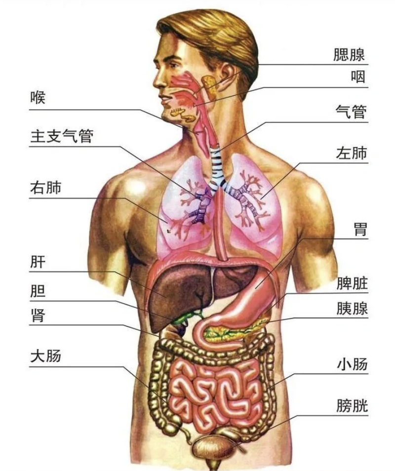 首先,右下肺就在这个位置