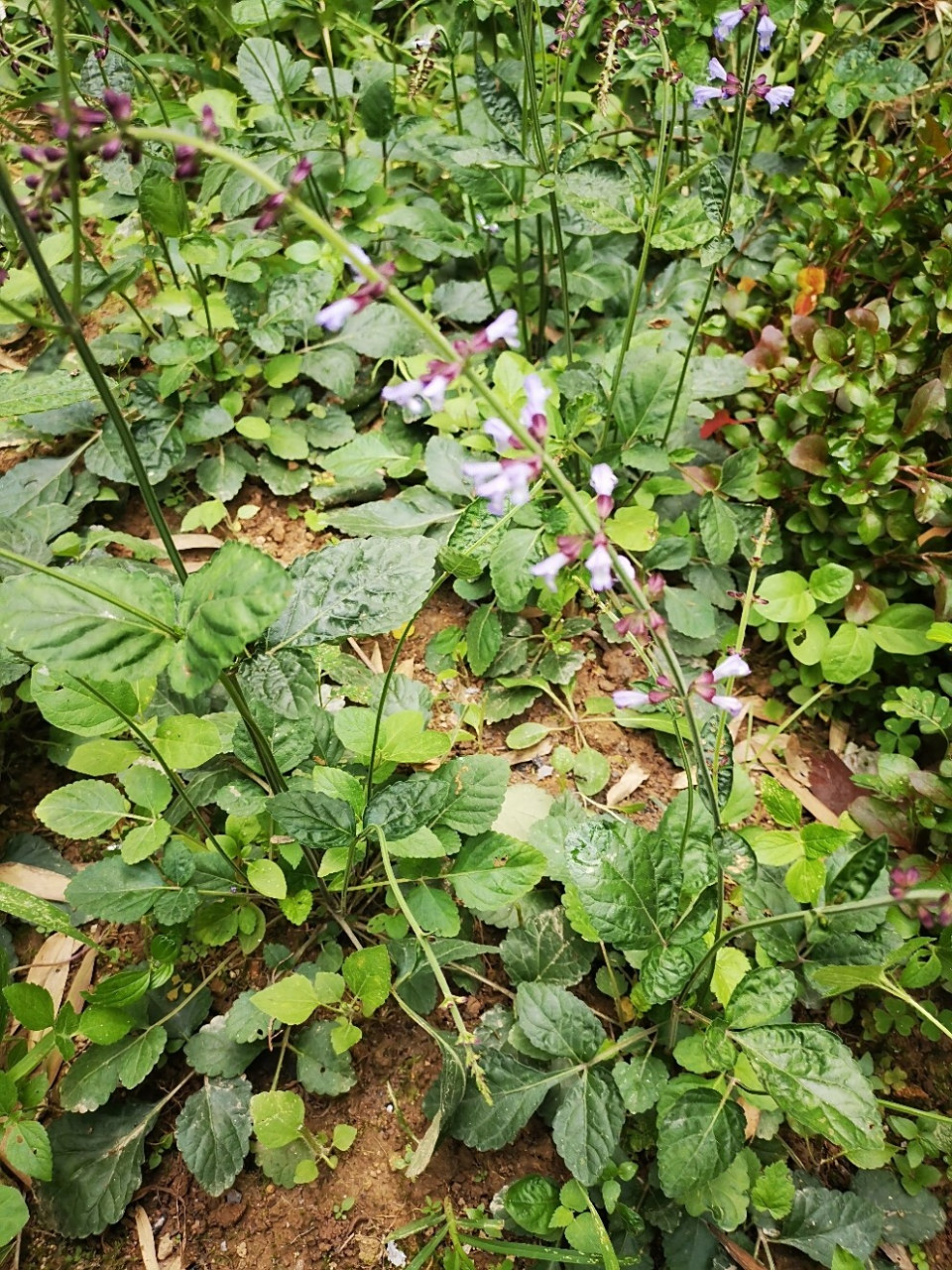 石见穿(活血草) 石打穿:活血调经,清热利湿,解毒消肿.