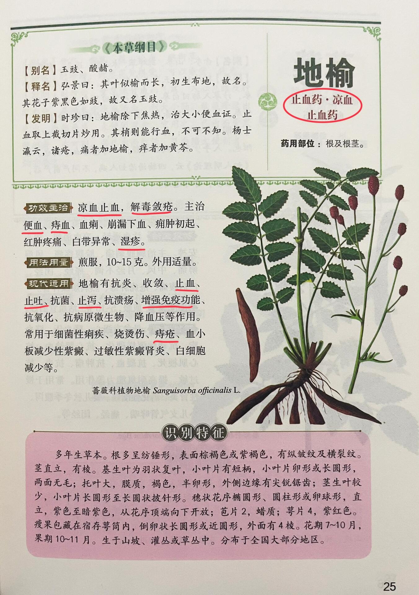 本草纲目|24地榆 止血凉血 解毒敛疮