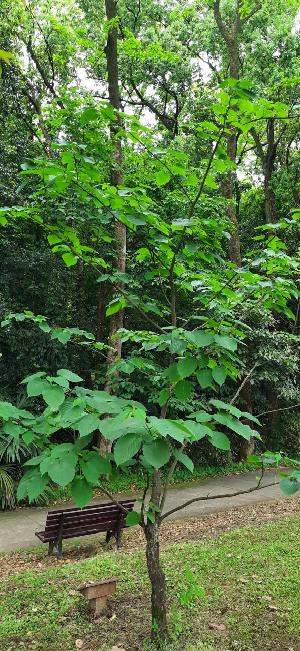 在低海拔地区,珙桐的栽植成活