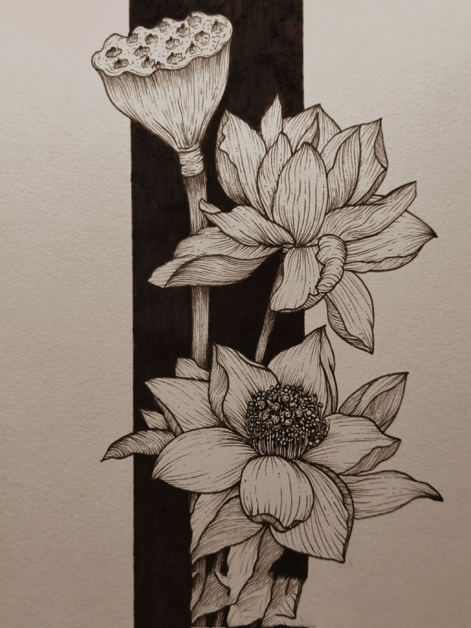 线描(46/50)花卉篇|荷花(附过程图)              照片素材来源