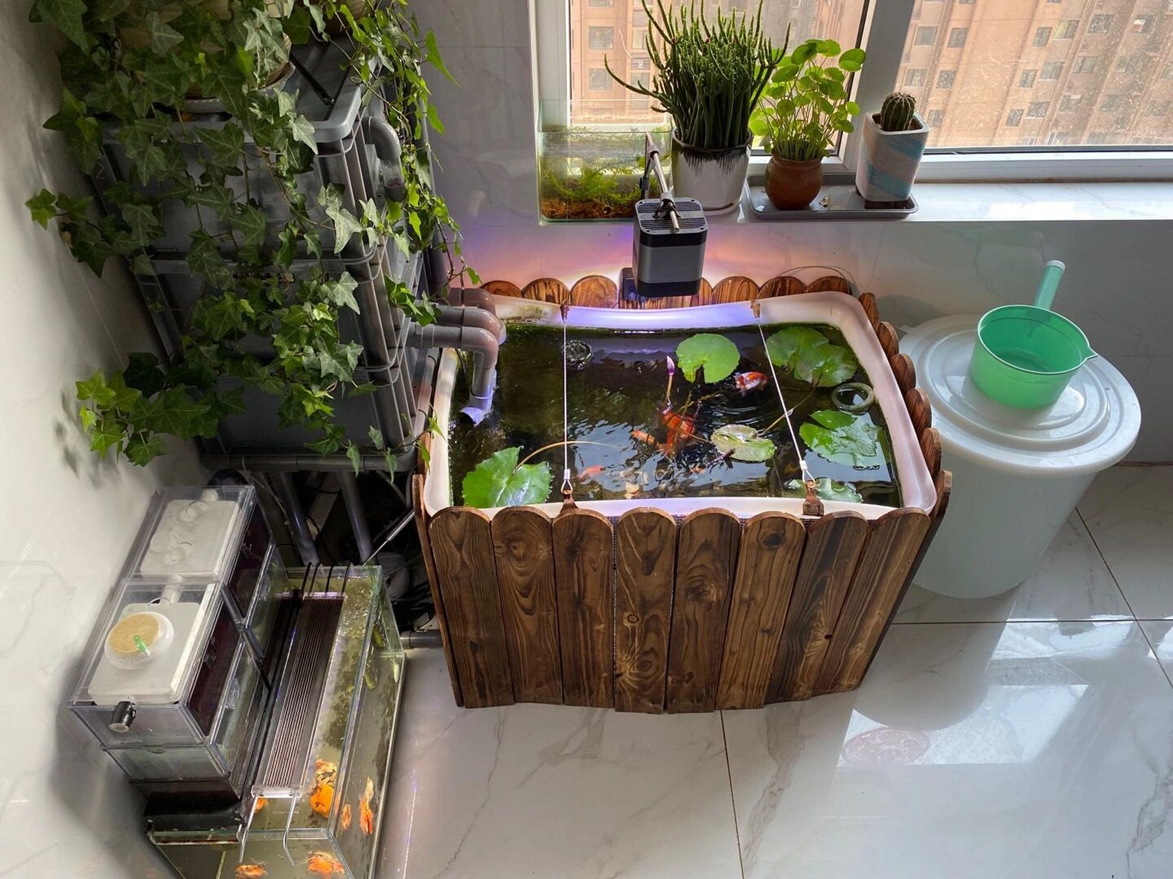 生态缸养金鱼和裸缸养金鱼哪种好?