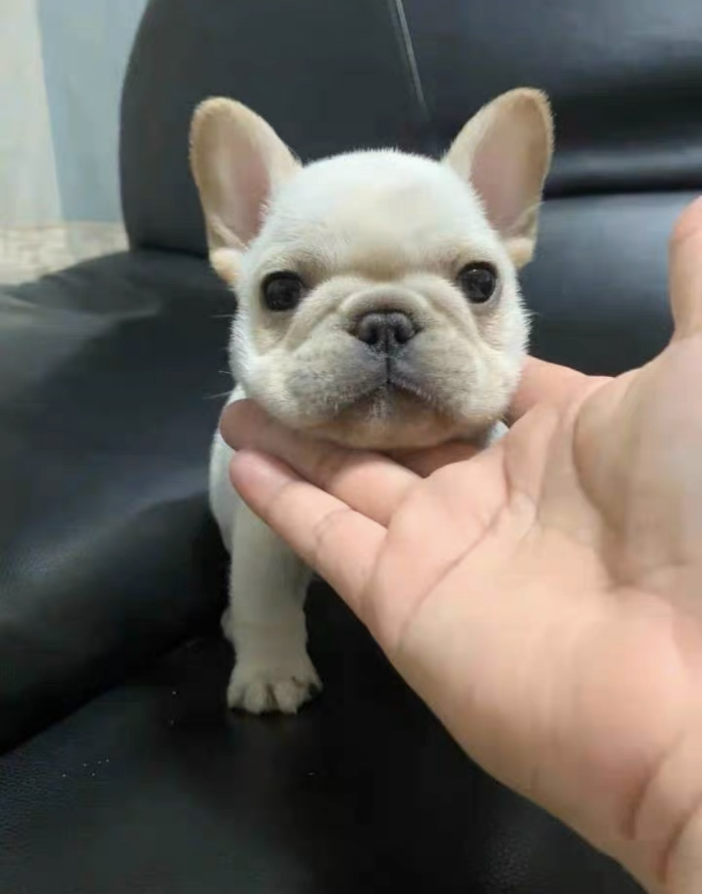 法斗幼犬260一只,喜欢的思我   纯种法斗法国斗牛犬狗狗小型犬活体