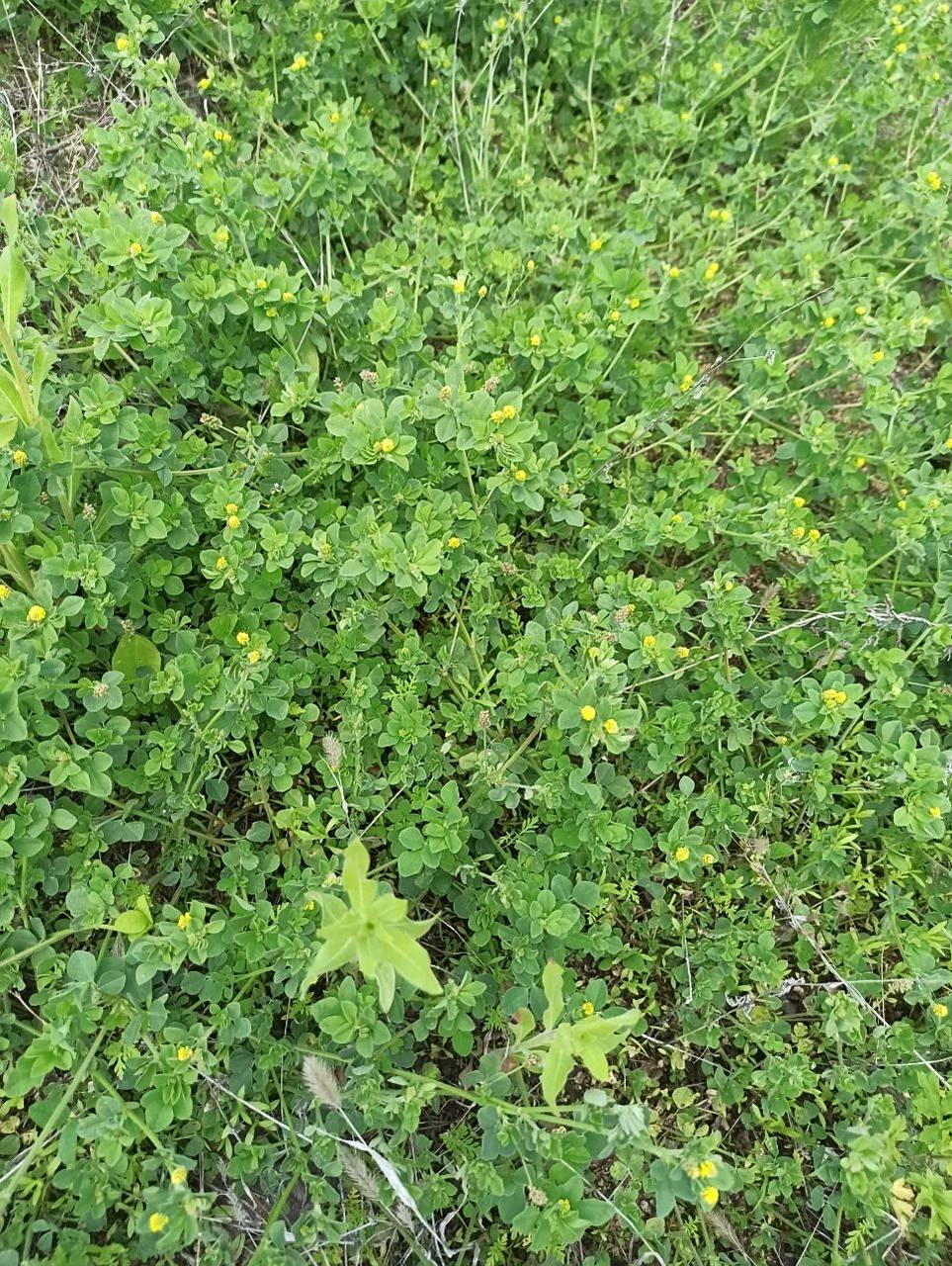 别名:杂花苜蓿 苜蓿一般指紫花苜蓿,以为开黄花就是黄花苜蓿,结果是