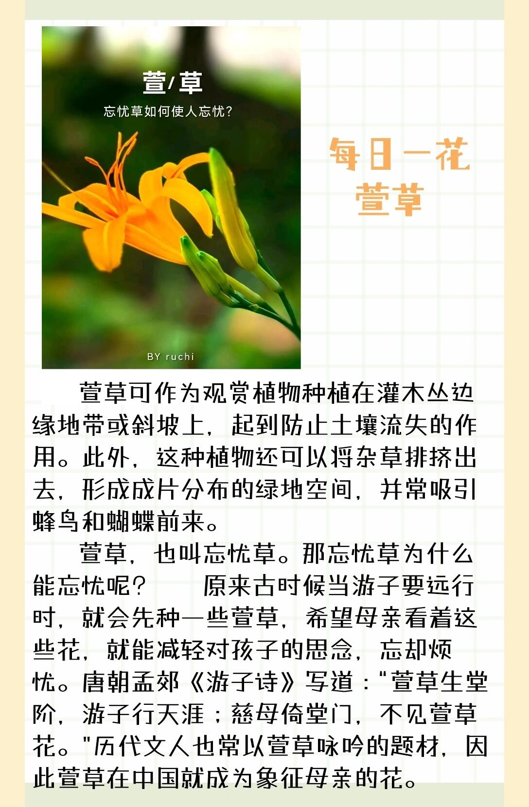 萱草 每日一花:萱草 萱草可作为观赏植物种植在灌木丛边缘地带或斜坡