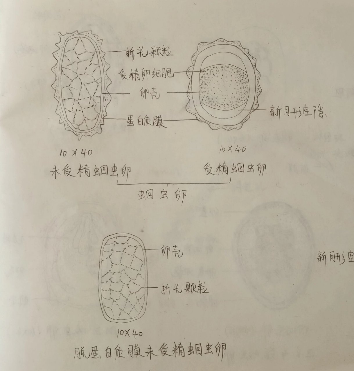 蛔虫卵图片 手绘图图片