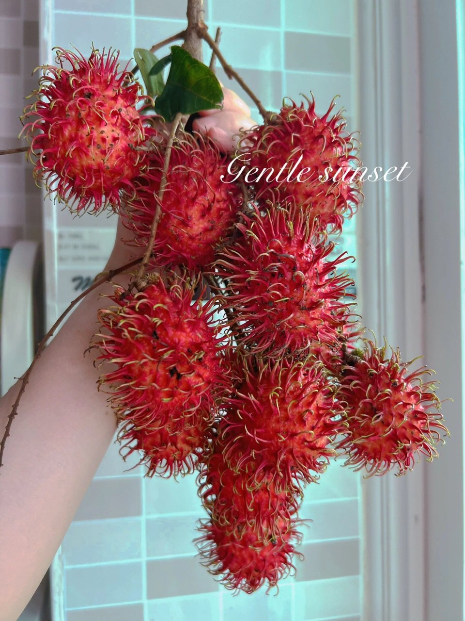 红毛丹 海南红毛丹