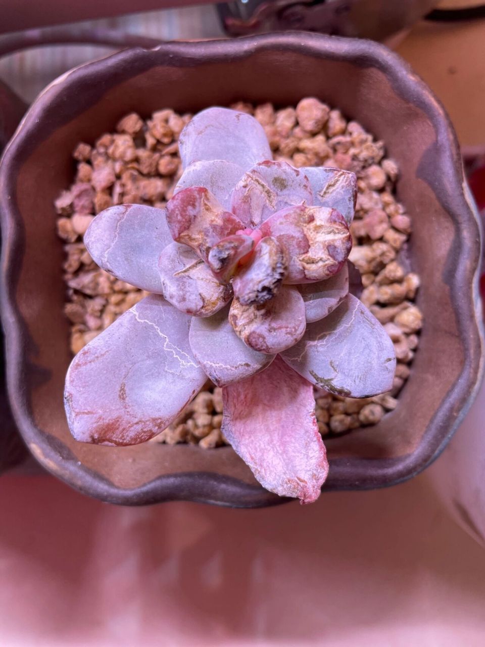 多肉叶片开裂干枯 请教各位肉友们 雪莲的叶片先是有裂纹然后从叶尖