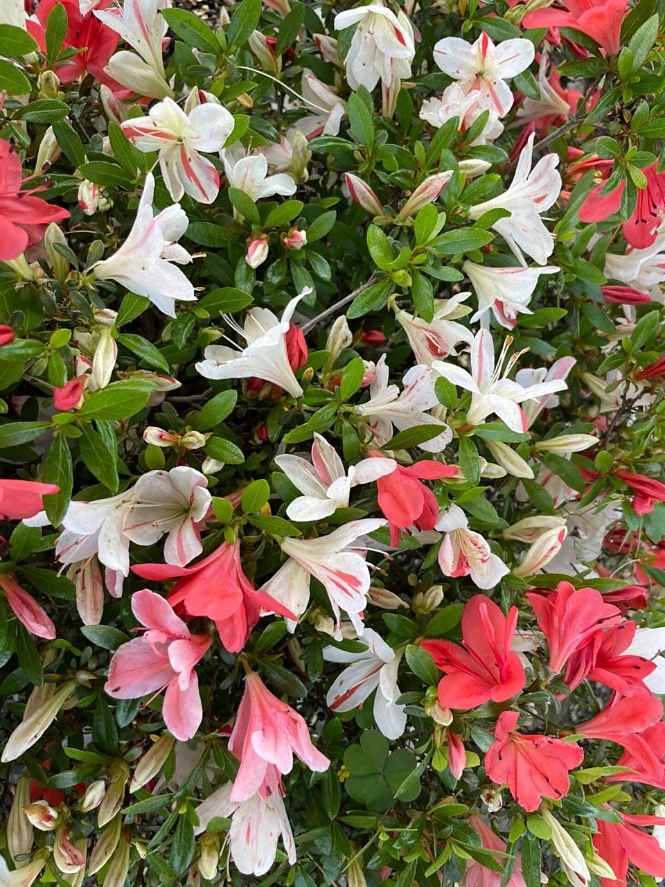 皋月 五彩夏鹃(花缀) 其它的杜鹃春季都开完了,现在还能有杜鹃花看就